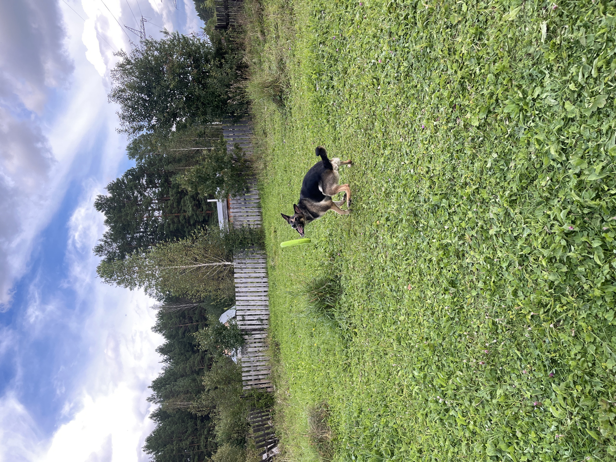A German Shepherd dog is playing with a neon green toy in a grassy yard. The dog is in mid-leap, with its mouth open and tongue out, as if catching or about to catch the toy. The yard is surrounded by a wooden fence, and behind the fence, there is a dense line of trees. The sky is partly cloudy with patches of blue. The scene appears to be in a rural or suburban area. The location of Nizhny Tagil, Russia, cannot be determined from the image itself.