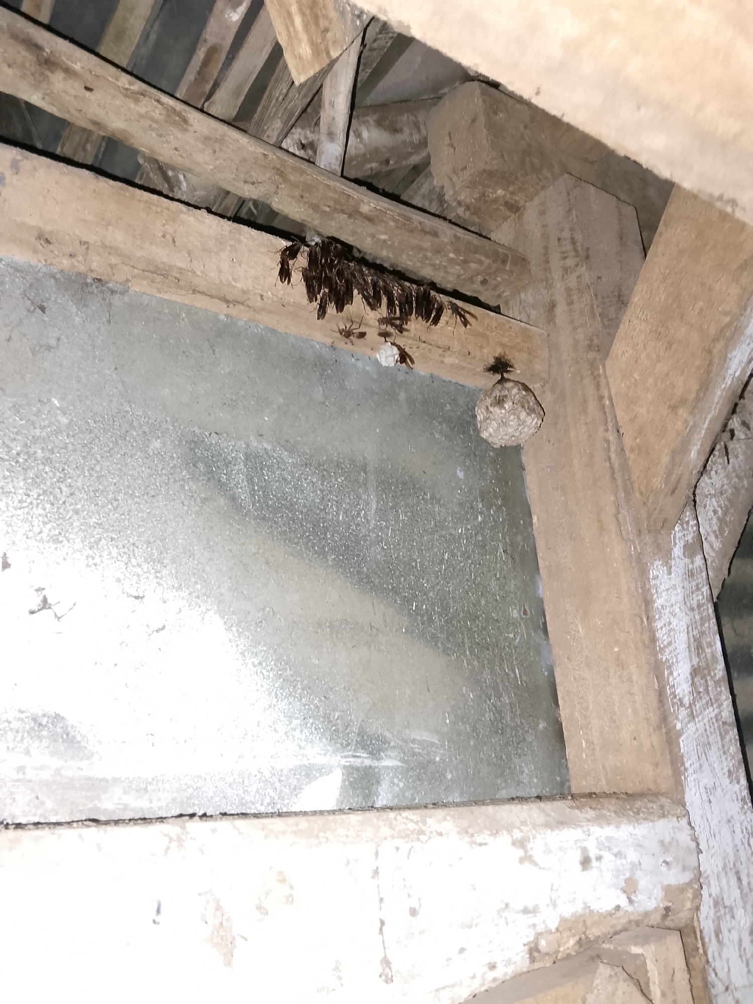 In Betonan, Indonesia, an image captures a close-up view of a wooden structure, likely part of an attic or eaves. Several brown insects, possibly wasps or cockroaches, are clustered together on a horizontal wooden beam. To the right of the insects, a small, spherical wasp nest is attached to another wooden beam. The background consists of a weathered, possibly metallic surface, and additional wooden beams creating a rustic and aged appearance. The lighting is dim, suggesting an indoor or shaded environment.