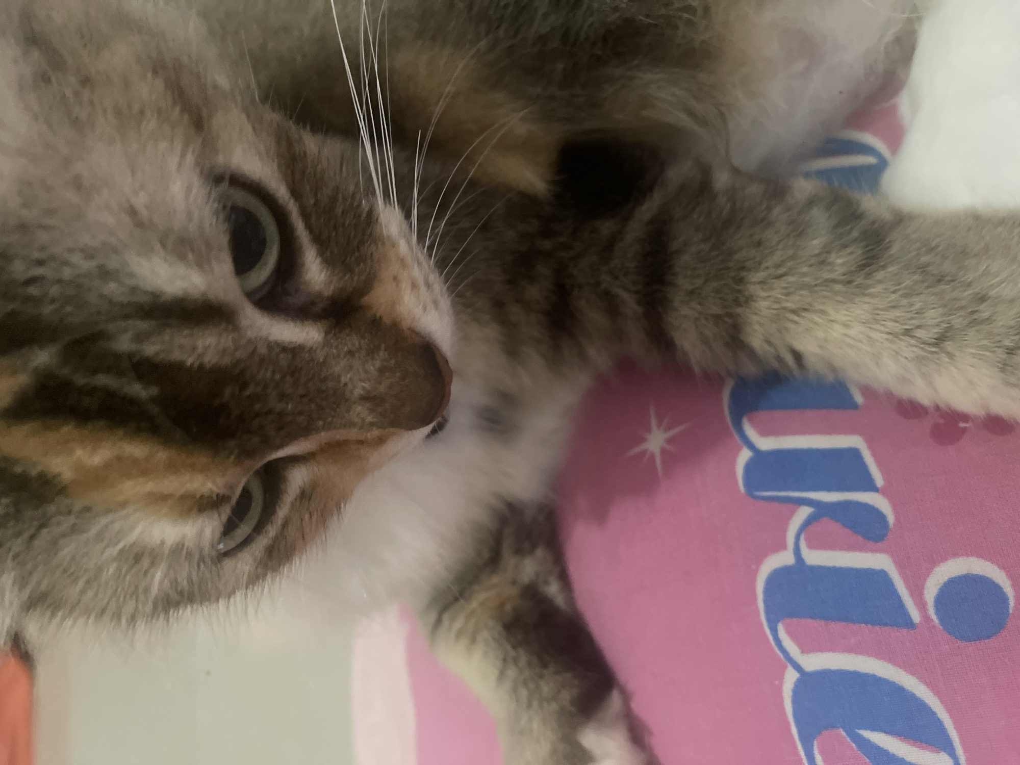 A close-up, eye-level shot shows a calico cat lying down on a pink surface with blue lettering. The cat's head is angled downwards, with its eyes partially closed and a slightly furrowed brow, suggesting a contemplative or perhaps slightly annoyed expression. Its fur is a mix of gray, black, white, and orange patches. The pink surface beneath it appears to be a cushion or fabric with a pattern that includes the words "mom" in stylized blue and white lettering and some small circular designs. The background is softly blurred, with hints of white and a peachy-orange hue. The lighting is warm and seems to come from the front.