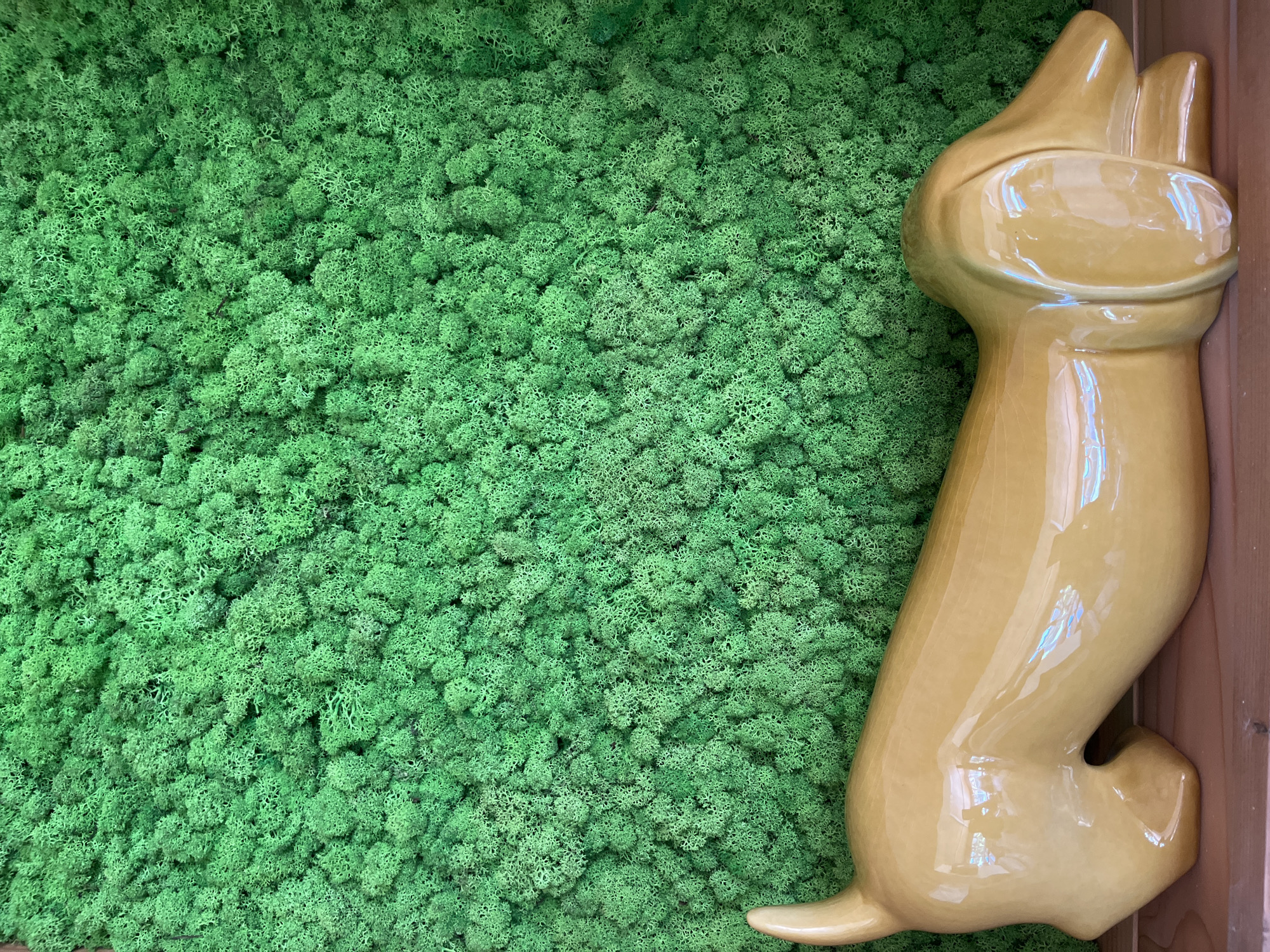 A yellow ceramic dachshund figurine is resting on a wooden surface in front of a vibrant green, textured wall that appears to be made of moss. The figurine is positioned horizontally, with its head facing to the right. The background wall is densely packed with small, irregular shapes, creating a rich, organic texture. The lighting suggests an indoor environment with some reflective surfaces on the figurine.