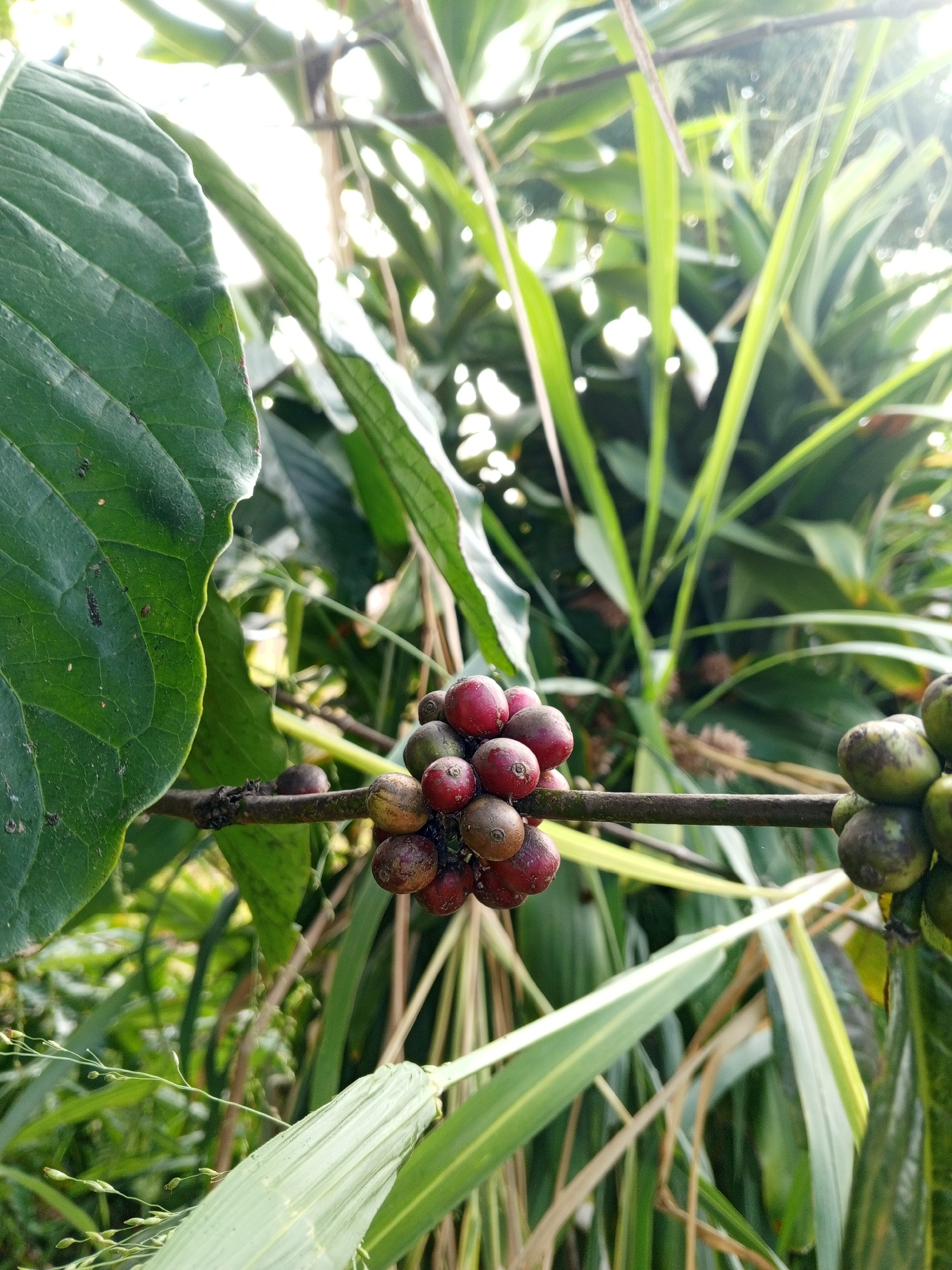 A close-up, horizontal shot captures a branch of a coffee plant with ripening coffee cherries in Bellanneoya, Sri Lanka. The cherries are a mix of red and green, clustered together on the woody stem. A large, dark green leaf dominates the left side of the frame, its veins clearly visible. In the background, the scene is filled with lush green foliage, suggesting a natural, outdoor environment. The sunlight filters through the leaves, creating bright highlights and soft shadows. No people are present in the image, and no actions are depicted. The focus is entirely on the coffee plant and its fruit.