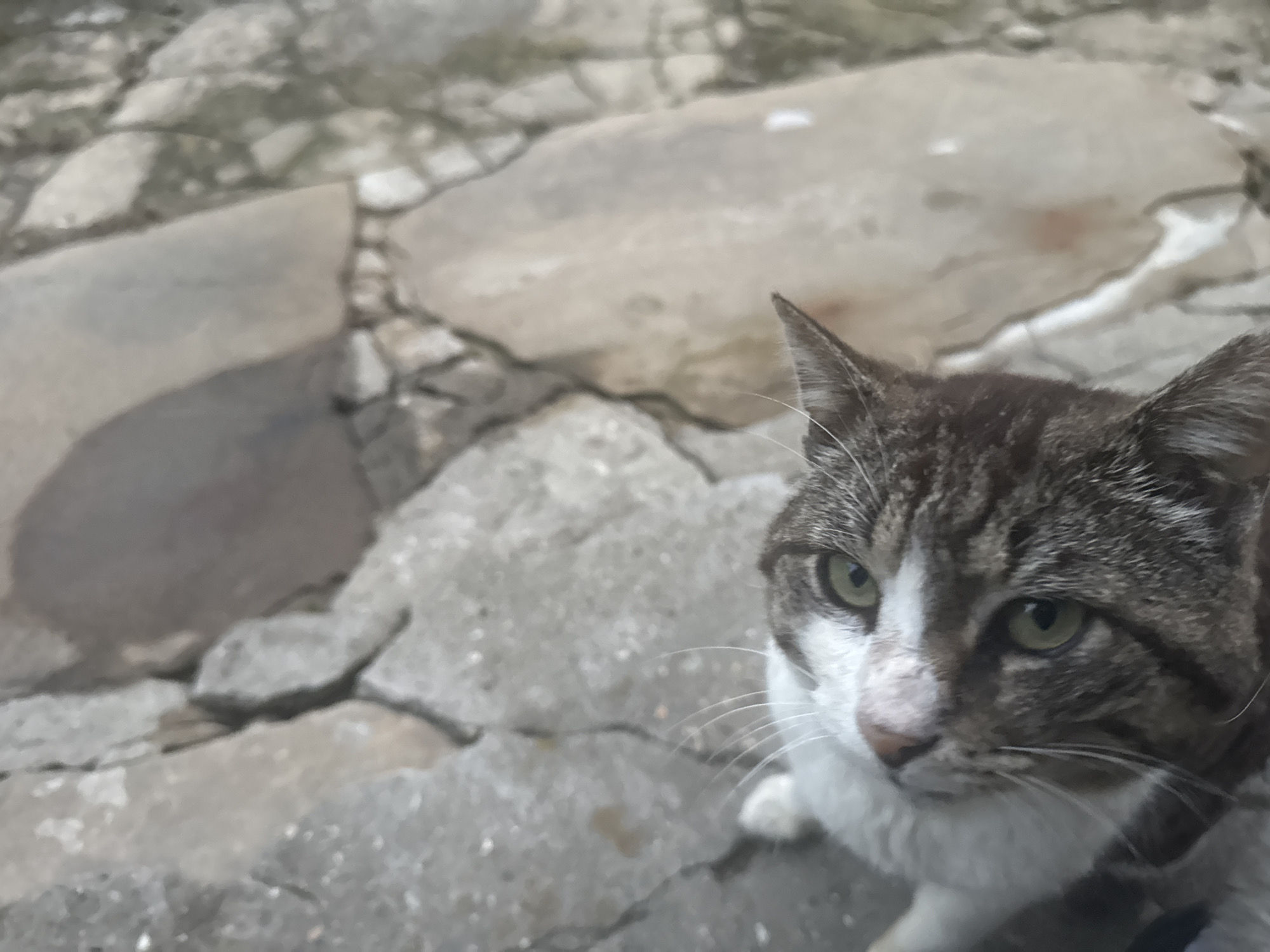 A tabby and white cat with green eyes is looking forward, with its head and upper body visible in the lower right portion of the frame. The cat is sitting on a paved surface composed of large, irregularly shaped stones. The background consists of more of this stone paving, with visible cracks and variations in color, suggesting an outdoor urban environment. The specific location in the city of Gabrovo, Bulgaria, is not determinable from the image alone.