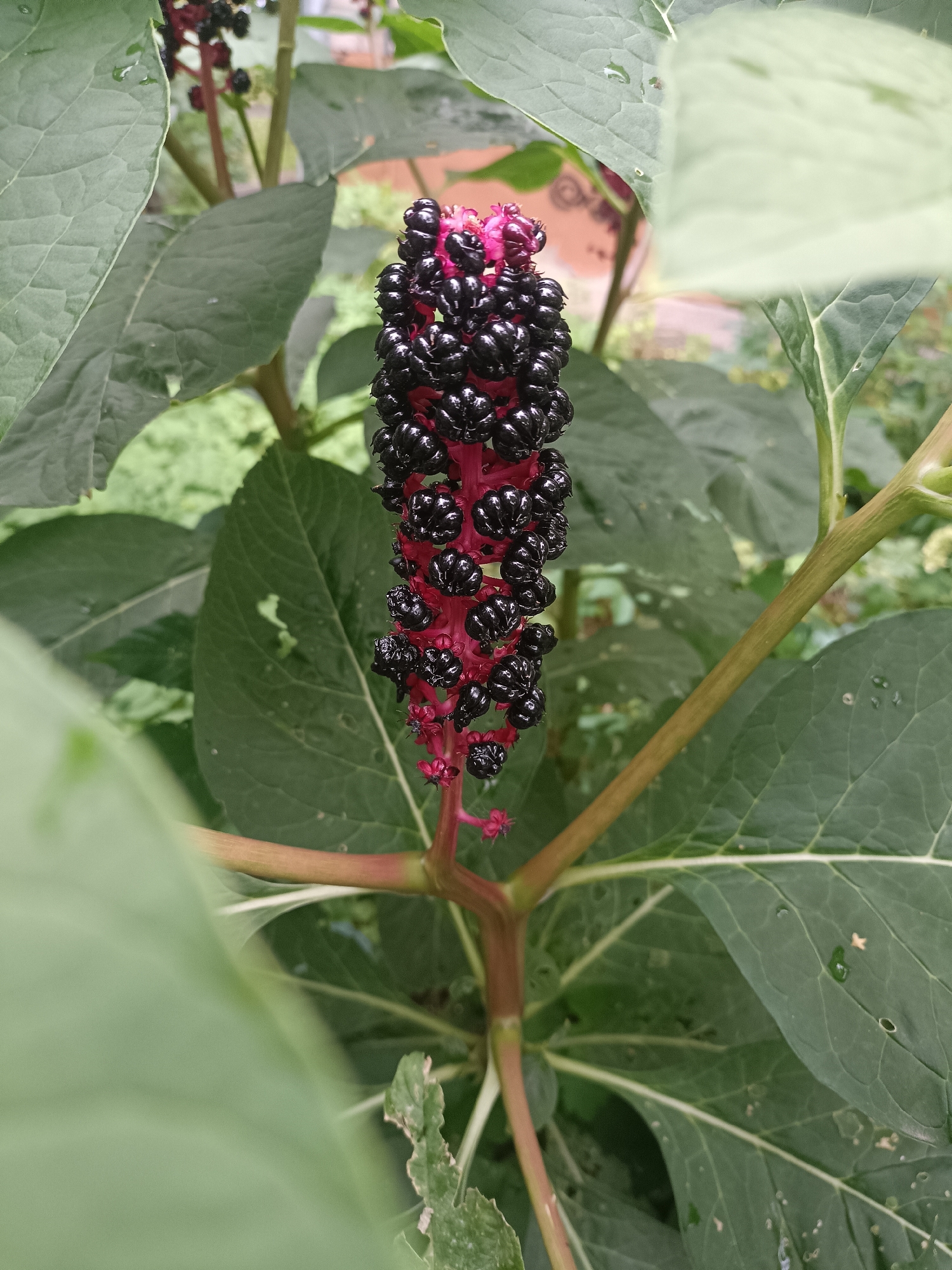 A close-up, slightly angled, eye-level outdoor photograph shows a cluster of ripe, black berries on a bright red stem, surrounded by large green leaves. The berries are small and round, clustered tightly together in an elongated shape. The leaves are broad and veined, with some appearing slightly lighter green and out of focus in the foreground and background. The background is blurred, suggesting a natural or garden setting with hints of what might be buildings or structures in the distance. There are no people or animals visible in the image. The lighting appears to be natural daylight, possibly overcast, as there are no strong shadows. The image does not provide any information to locate it within the city of Yaroslavl, Russia.