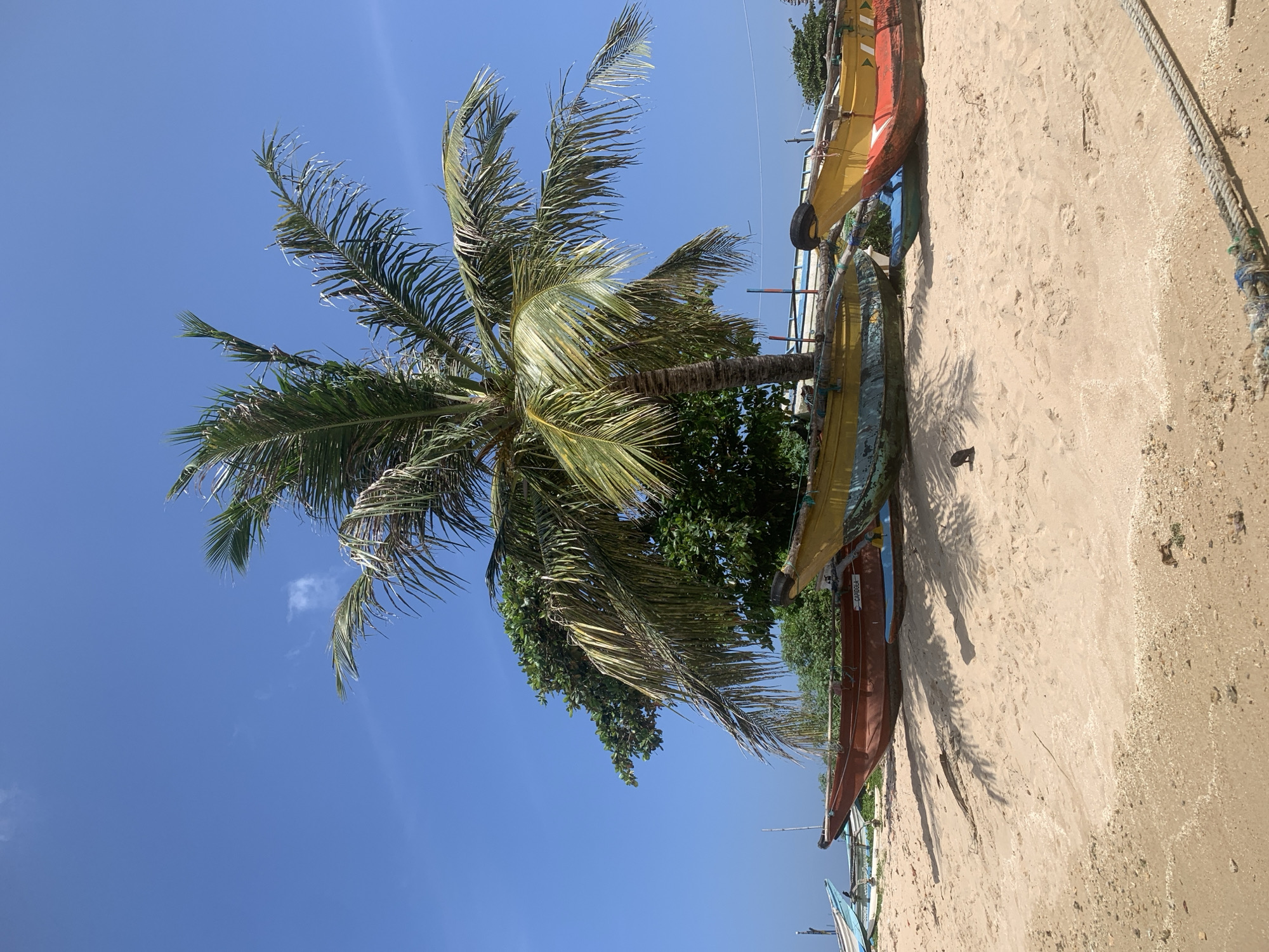 In Mirissa, Sri Lanka, a sunny beach scene unfolds under a clear blue sky. A prominent palm tree with lush green fronds stands tall, casting dappled shadows on the tan sand. Several colorful fishing boats are pulled up onto the shore. A reddish-brown boat with the name "CAPIDOLA" written on its side is positioned in the foreground. To its right, a bright yellow and red boat is also resting on the sand. Further back, other boats, including a blue one, are visible. The environment is a typical coastal landscape with sand, vegetation, and boats, suggesting a location where fishing is a primary activity.