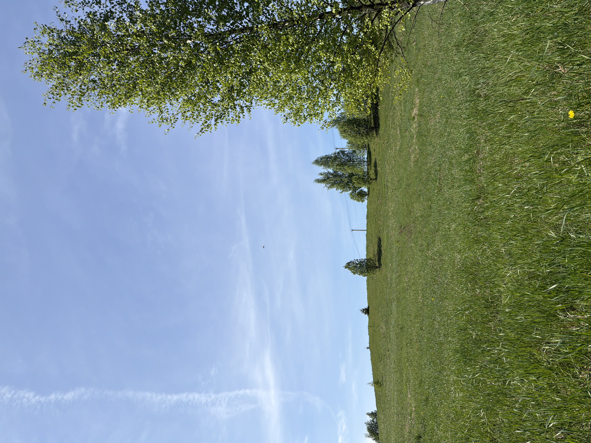 The image depicts a grassy field sloping uphill from left to right. Several trees are dotted across the field. Overhead, tree branches with green leaves frame the top of the image, partially obscuring the clear blue sky with wispy clouds. A utility pole is visible in the distance. A small insect is visible in the sky. The scene is likely in Tokkari-Lend, Russia. There is one visible yellow flower.