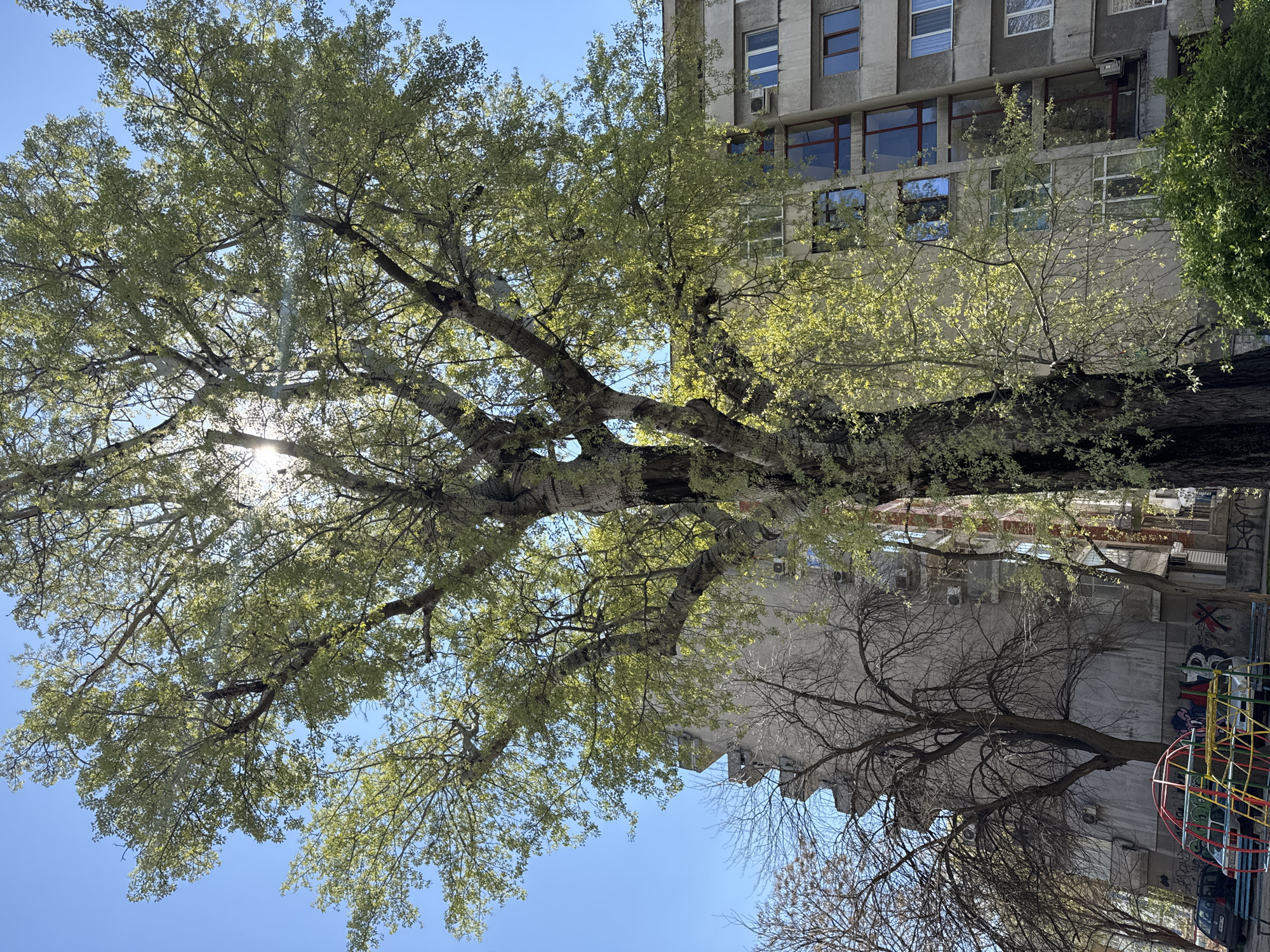 The image depicts a large tree with light green leaves in the foreground, partially obscuring the sun. Behind the tree is a concrete building with multiple windows. A smaller tree, mostly bare of leaves, stands next to the large tree, casting a reflection in the lower part of the image. The sky is a clear blue. Graffiti and a small playground structure are visible in the lower right corner. This scene is likely located in Plovdiv, Bulgaria, though the exact location is not visually discernible.