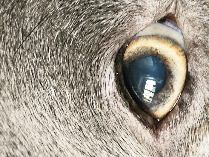 The image displays an extreme close-up, cropped view of a mammalian eye. The surrounding fur is dense, presenting a grizzled pattern of light grey and dark grey hairs, individually distinguishable across the frame. The eye's iris exhibits a distinct coloration: an outer ring of light amber or yellow-brown transitions sharply to a central pupil area of pale blue-green. The sclera is visible towards the right, appearing off-white with subtle reddish vascularization. Multiple rectangular reflections, consistent with windows or overhead light fixtures, are clearly visible within the pupil, indicating an indoor environment. No human subjects, explicit actions, or direct external environmental features are present. The visual information available does not provide details to determine a specific location within Esch-sur-Alzette, Luxembourg.