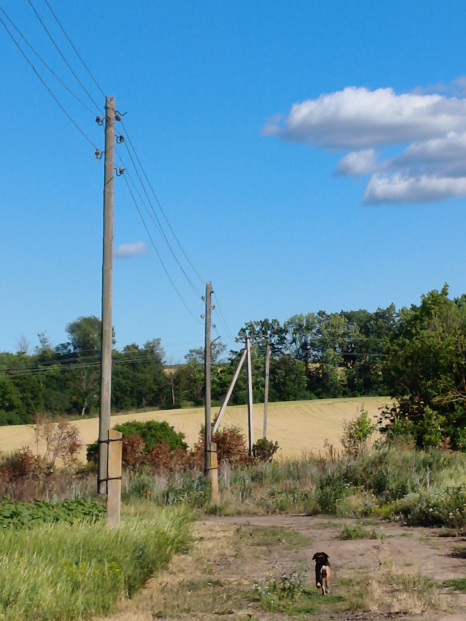 A medium shot captures a rural scene in Psylske, Ukraine, under a bright blue sky with scattered white clouds. In the foreground, a dirt path winds through tall green grass and dry vegetation. A small, brown and black dog is trotting away from the camera on the path.
The middle ground is dominated by power lines supported by wooden poles, some with concrete bases. These poles are spaced out, extending diagonally across the frame from left to right. Behind the poles, a field of light yellow crops stretches into the distance, bordered by a dense line of green trees. Some of the trees appear deciduous, with a mix of green and reddish-brown foliage, suggesting a transition in seasons or a variety of species.
The background consists of the aforementioned tree line and the expansive blue sky. The overall impression is one of a sunny, rural day in the Ukrainian countryside.