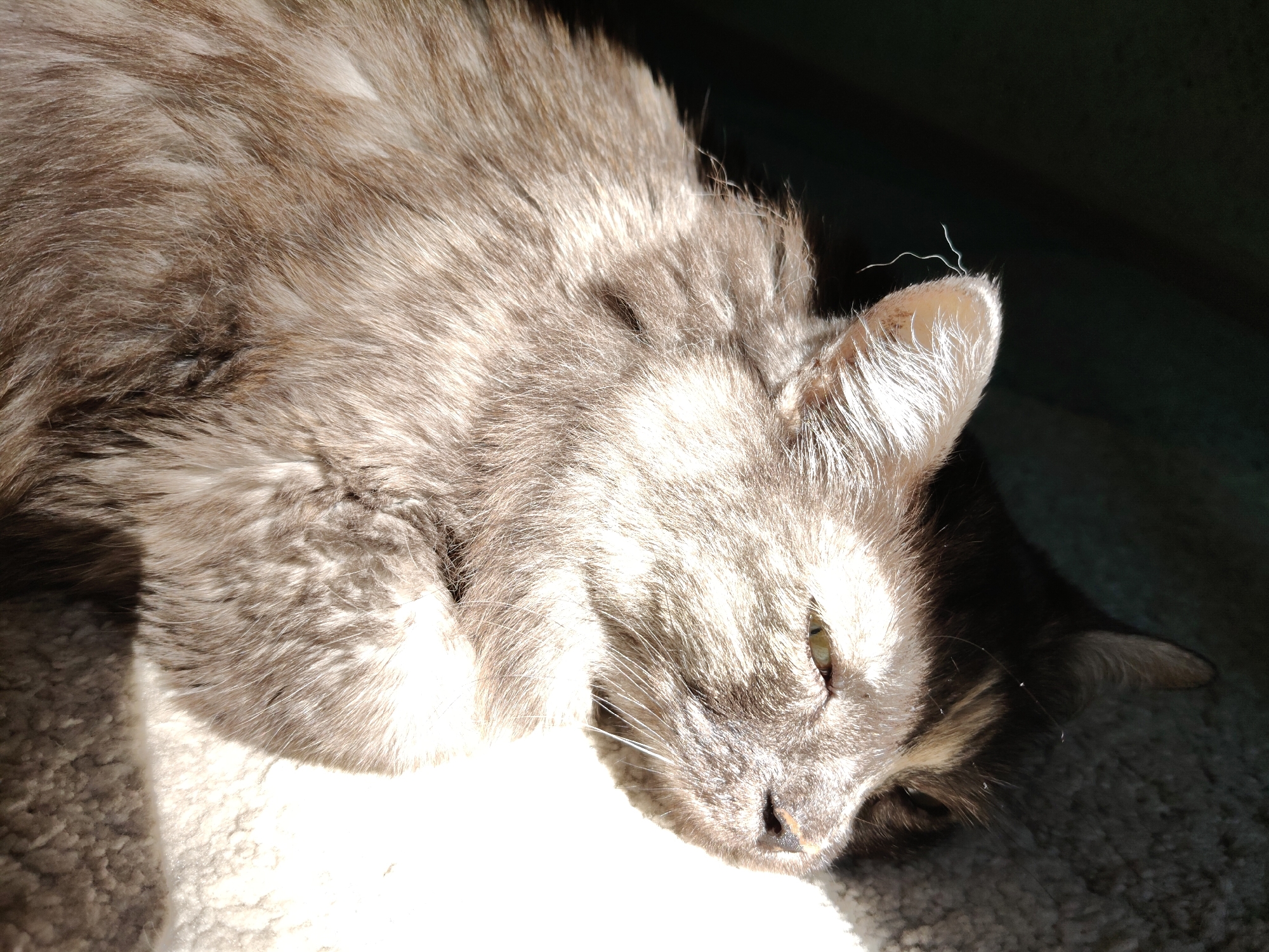 A close-up shot focuses on the face and upper body of a gray tabby cat lying down in what appears to be natural light. The cat's fur is long and fluffy, with variations in gray and brown tones. Sunlight illuminates the left side of the cat's face and body, creating bright highlights and casting some areas into shadow, particularly the right side of its head and the background. One eye is partially visible, a greenish-yellow color, and the cat's nose and whiskers are discernible. A few strands of fur are sticking out, notably on the tip of its ear, appearing almost like wisps of smoke against the dark background. The texture of the cat's fur and the surface it is lying on, possibly a carpet or blanket, is a prominent feature. The setting is not identifiable as being in Bol'shoye Kozino, Russia.