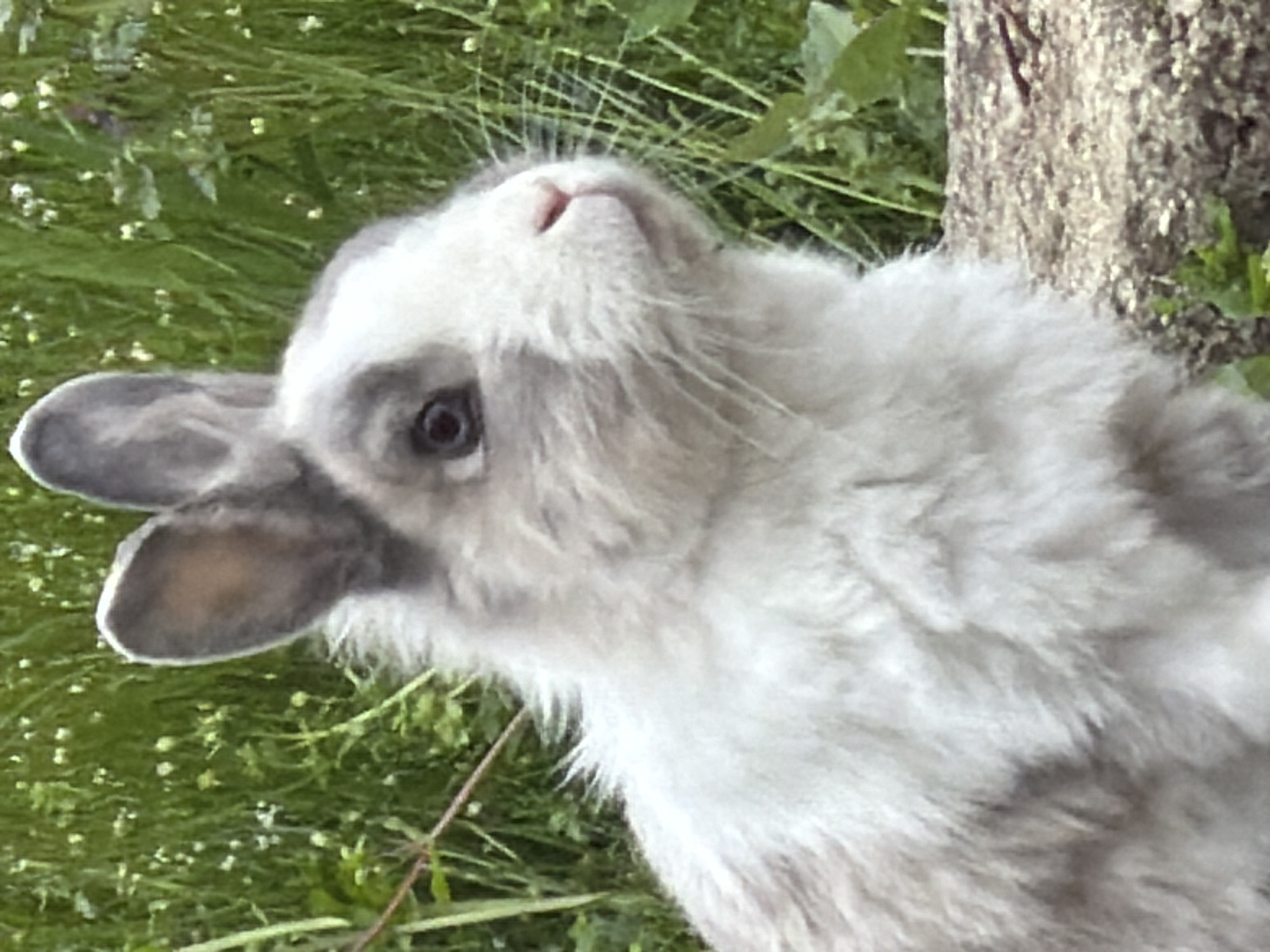 A medium shot depicts a light gray and white rabbit in an outdoor setting. The rabbit is positioned near the base of a tree. The foreground contains green vegetation, appearing as a field or lawn. The photograph appears to be taken during the day. Location information is unavailable.