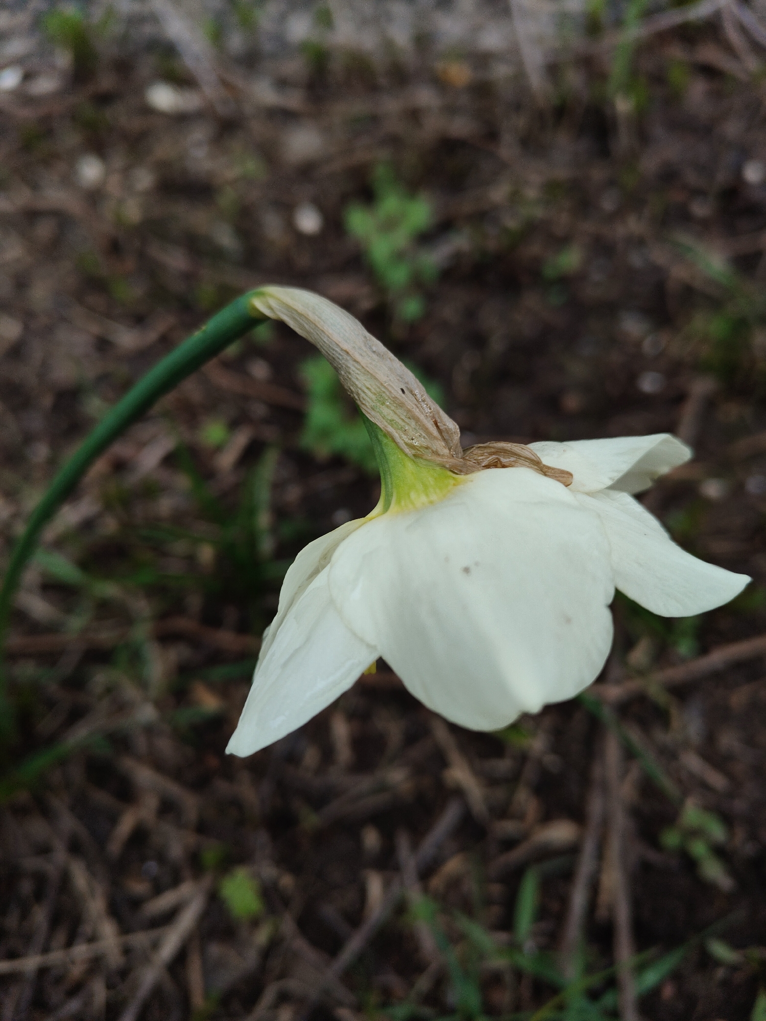 The image displays a close-up, slightly angled view of a single white flower, likely a daffodil or narcissus, in a natural outdoor setting. The flower, positioned in the lower right and center of the frame, is largely white with subtle hints of yellow-green near its base, where it connects to the stem. Its petals appear somewhat soft and possibly slightly wilted, showing minor discoloration and brown edges on some parts, particularly where the flower meets the stem.
The green stem curves upwards and to the left, extending out of the frame. The background consists of dark brown soil or ground cover, interspersed with dead leaves, small twigs, and sparse patches of green vegetation, suggesting an uncultivated area such as a garden bed, woodland edge, or neglected patch of land. The focus is sharp on the flower, with the background softly blurred, creating a shallow depth of field. The lighting appears soft and diffused, indicating an overcast day or indirect light, which contributes to the subdued and somewhat somber mood of the image. No people or visible text are present.