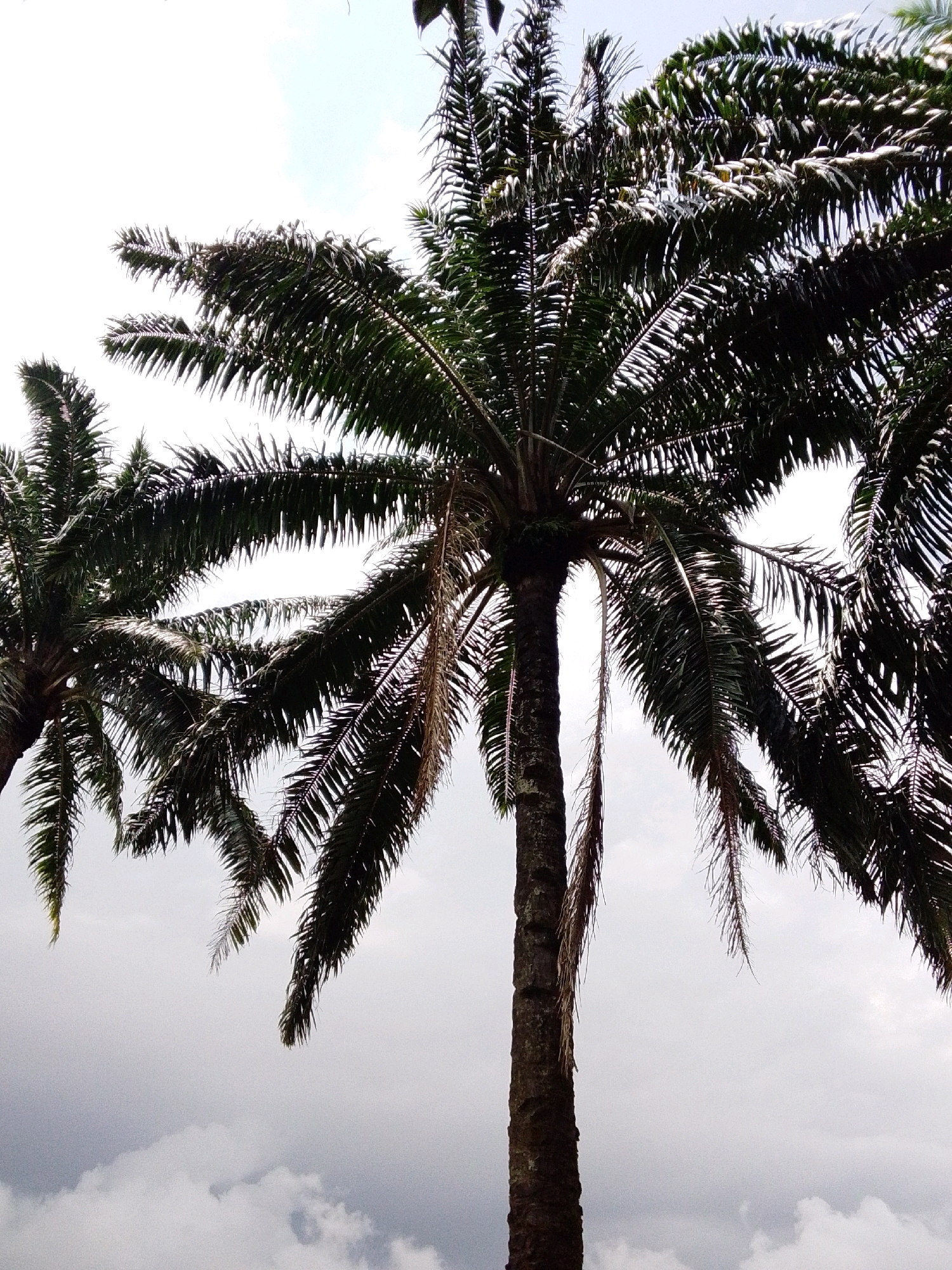 The image depicts a close-up, low-angle view of several palm trees in Serti, Nigeria. The fronds of the trees dominate the frame, appearing dark green and detailed against a bright sky with scattered clouds. One prominent palm tree trunk, rough and textured, is visible on the right side of the image. The overall impression is one of lush tropical vegetation.