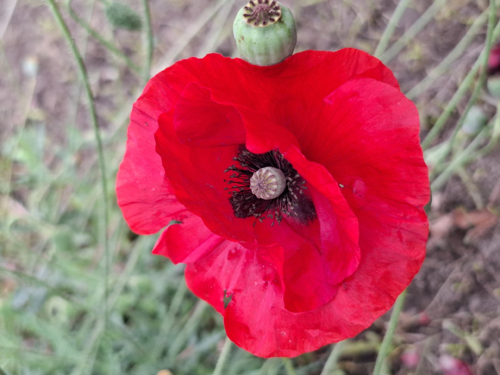 This is a close-up, eye-level, vertical shot of a vibrant red poppy in Amzyá, Russia. The poppy flower, with its delicate, crinkled petals, is the primary subject, positioned slightly off-center to the left. Its dark, black center is visible, surrounded by numerous thin, black stamens. To the right of the poppy, a small, green, round seed pod with a star-shaped top is attached to a thin, green stem. The background is a soft, blurred landscape of green foliage and gray-brown soil. The lighting is natural, likely daylight, illuminating the flower and highlighting its vivid color. There are no people or animals present in the image.