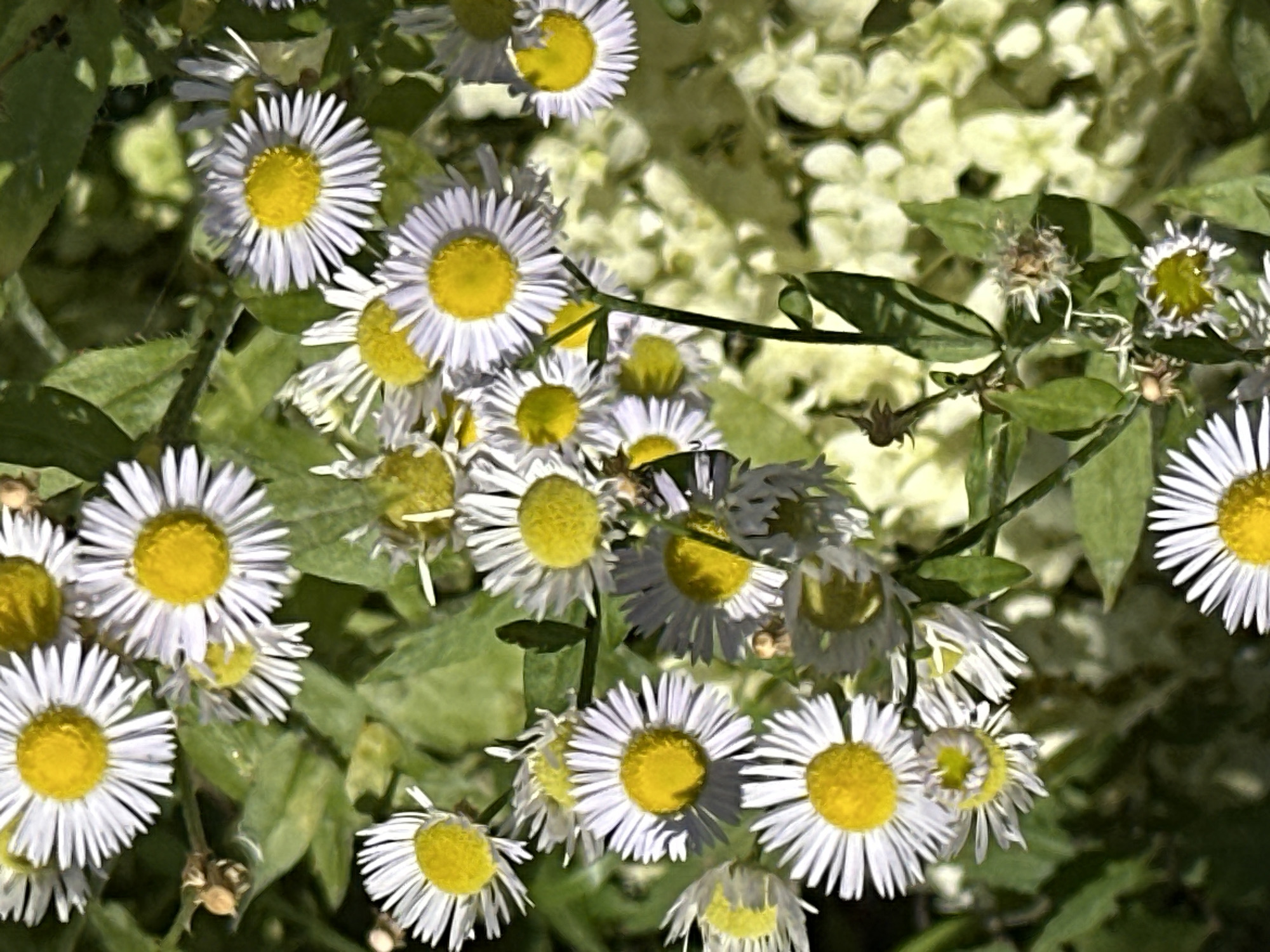 The image is a close-up, top-down shot of a cluster of white and yellow daisies. The daisies are in various stages of bloom, with some fully open and others still developing. They are surrounded by green leaves and other vegetation, with a blurred background of lighter-colored flowers, possibly hydrangeas. There are no people or animals visible in the image. The lighting suggests it is daytime, and the scene appears to be outdoors in a garden or natural setting. There is no indication of Podolsk, Russia, or any specific location within a city.