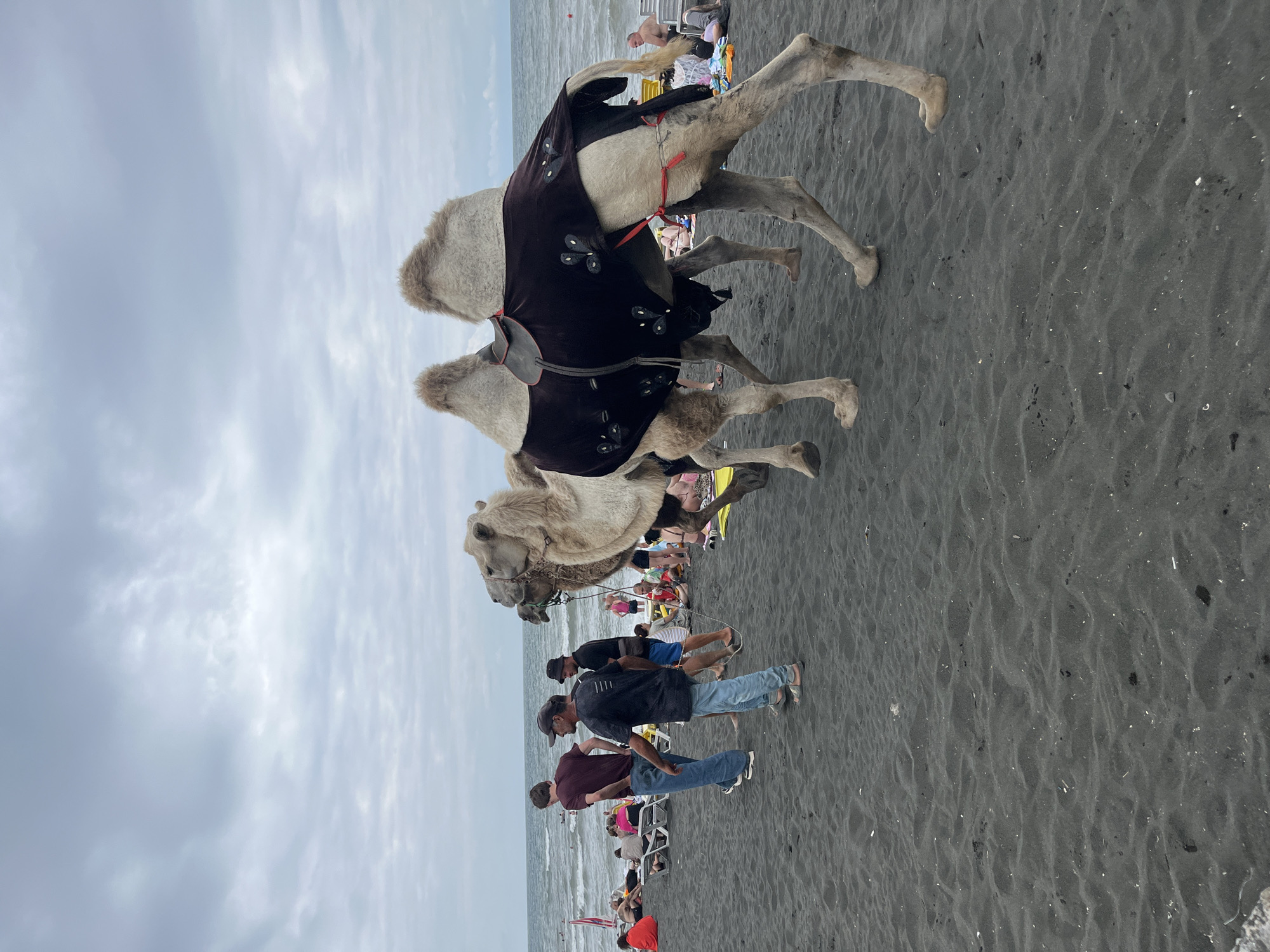 Two camels are walking on a black sand beach in Ureki, Georgia. The camel in the foreground is wearing a dark brown blanket adorned with white floral patterns. It has two humps and is led by a person whose face is not visible. Behind it, another camel is partially visible. Several people are present on the beach, some sitting on lounge chairs and others standing. In the background, the sea meets the horizon under a cloudy sky.