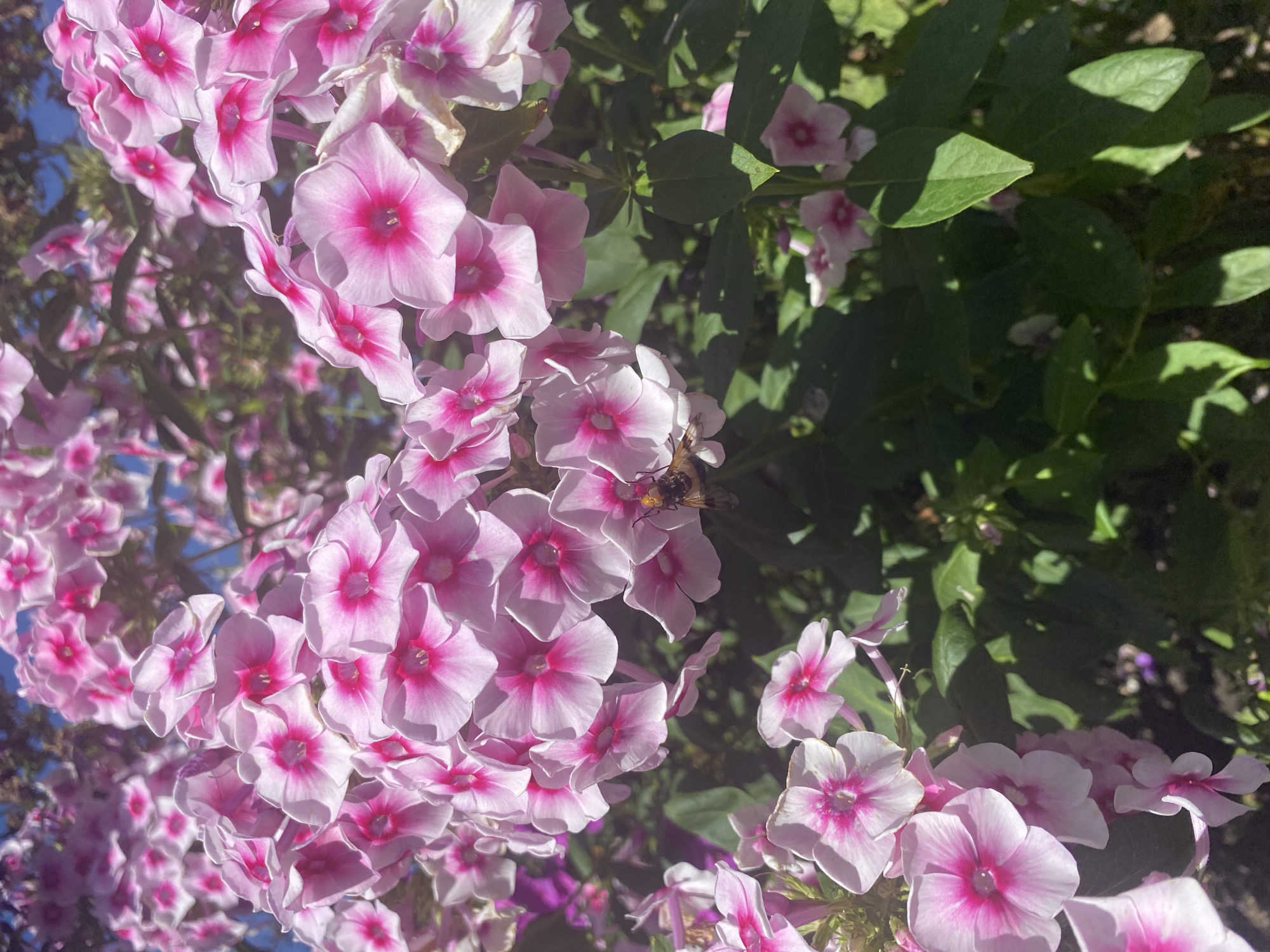In the city of Елыкаево, Russia, a close-up shot captures a cluster of vibrant pink phlox flowers in bloom. The delicate petals, with their white edges and bright pink centers, create a striking visual. Amidst the blossoms, a bee is actively engaged in collecting nectar, its fuzzy body and wings visible as it hovers over a flower. The surrounding environment is characterized by lush green foliage and dappled sunlight, suggesting a natural setting, possibly a garden or park. The blue sky is visible in the upper portion of the frame, hinting at a clear, sunny day. The overall scene conveys a sense of natural beauty and the active life of pollinators.