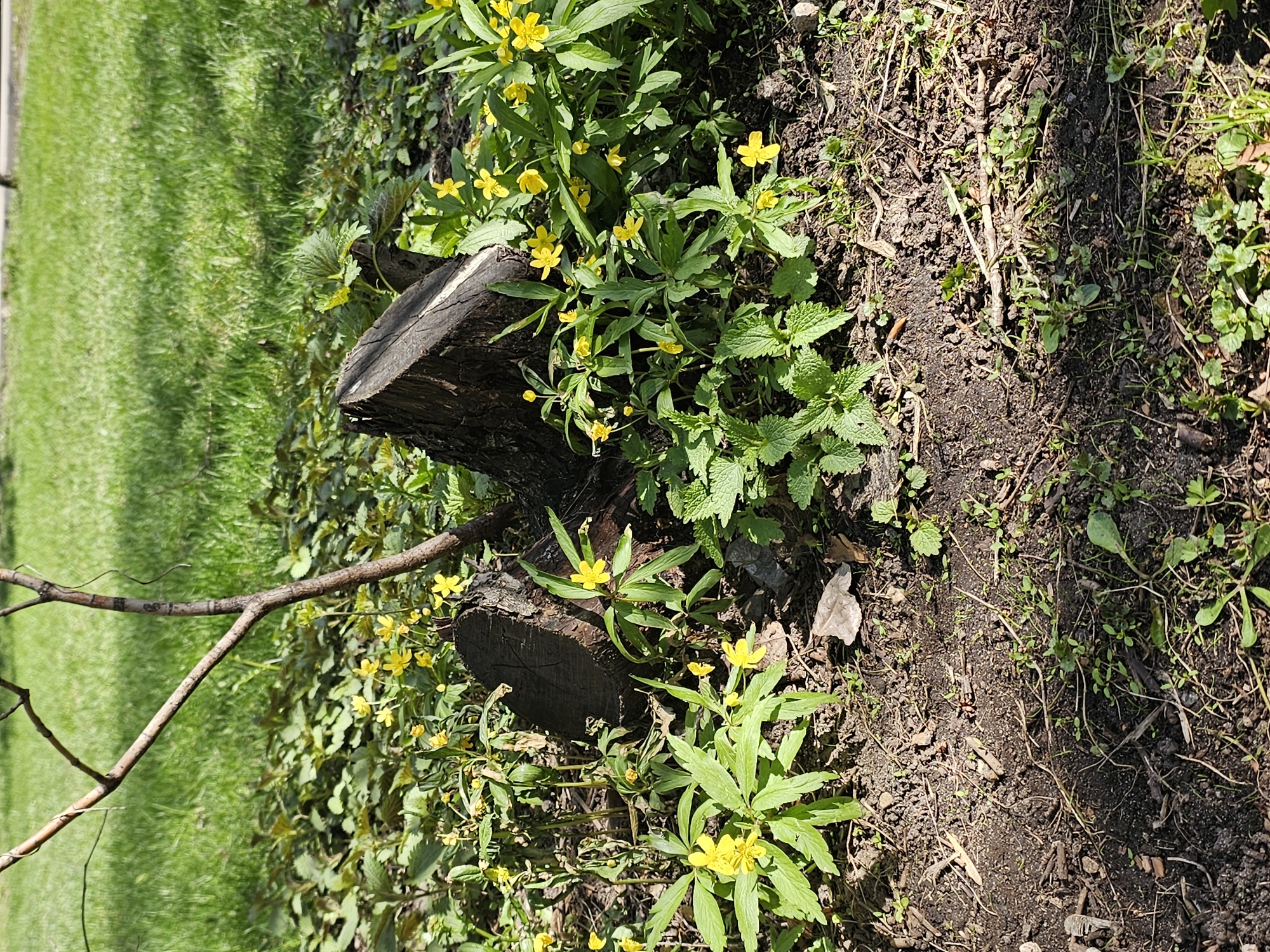 A ground-level, outdoor photograph shows a tree stump surrounded by vegetation on a sunny day. The stump is dark in color and appears to be weathered. Bright green grass is visible to the left of the stump. Yellow flowers are growing around the stump and in other areas of the image. The ground is covered in dirt and some small leaves. Based on the geotag, the location is Moscow, Russia.