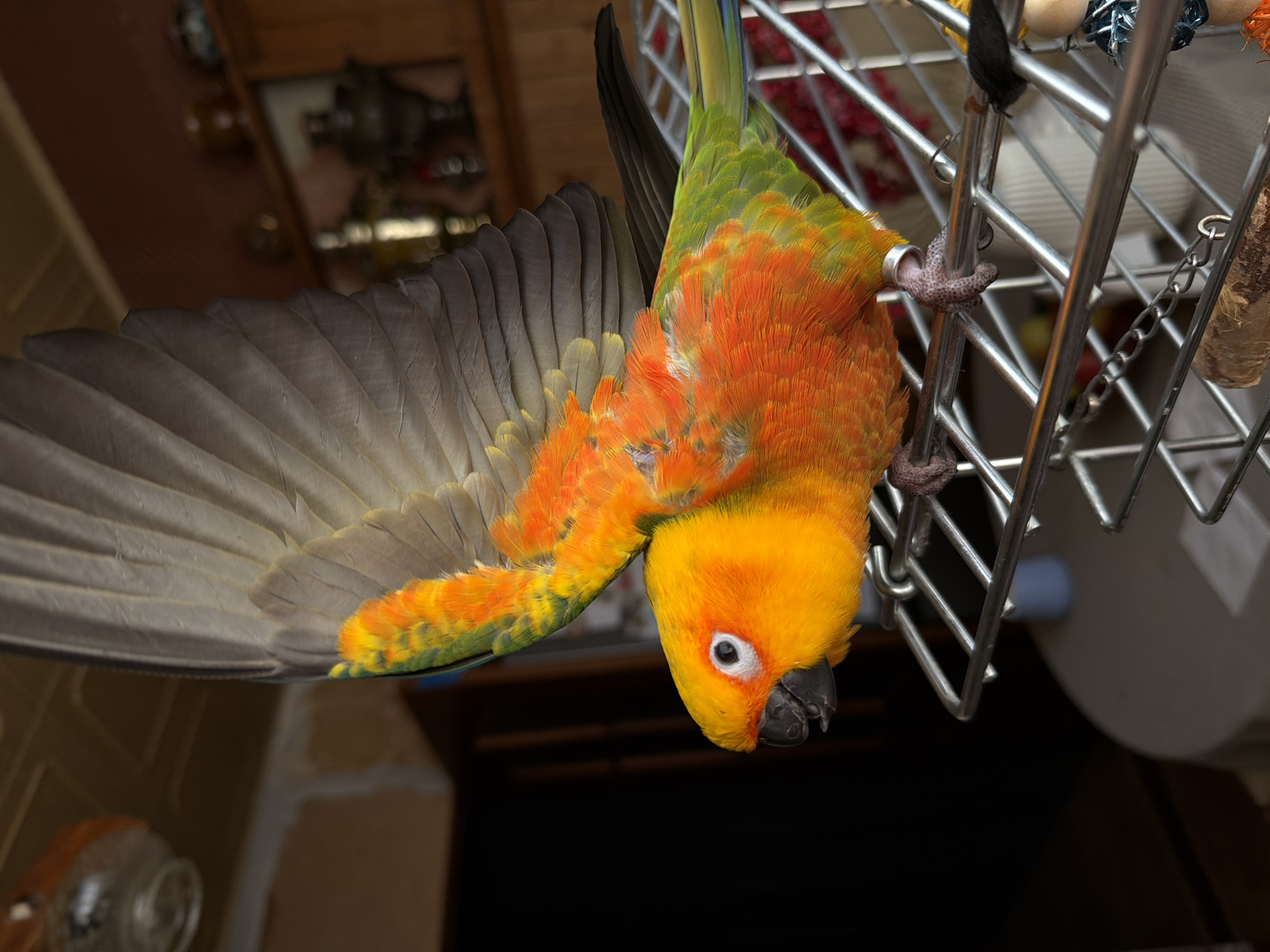 A conure parrot with vibrant orange and yellow plumage and gray and green wings is perched on the edge of a silver metal cage, with its wings spread wide. The parrot is positioned in profile, facing left, with its beak slightly open. Its eye is dark and alert. The cage bars are clearly visible, as are some of its toes and a silver band on one leg. In the background, the scene appears to be indoors, with a wooden ceiling and walls. A portion of a light fixture is visible in the upper left corner. There is a shelf unit with various objects, including what appears to be a samovar, on the right side of the image. The overall impression is that of a domestic setting, likely a home, given the presence of the parrot and the interior furnishings. There is no indication of the city of Khimki, Russia, or any specific location.