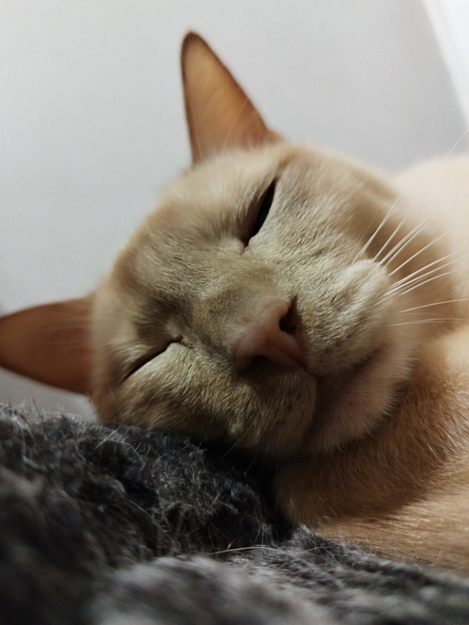 The image is a close-up shot of a light brown cat sleeping on a dark gray, fuzzy surface. The cat's eyes are closed, and its head is tilted to the side, revealing its ear and whiskers. The background is a plain, light gray wall. The image does not contain any identifiable landmarks or elements that would indicate its location in Saint Petersburg, Russia. The focus is entirely on the sleeping feline.