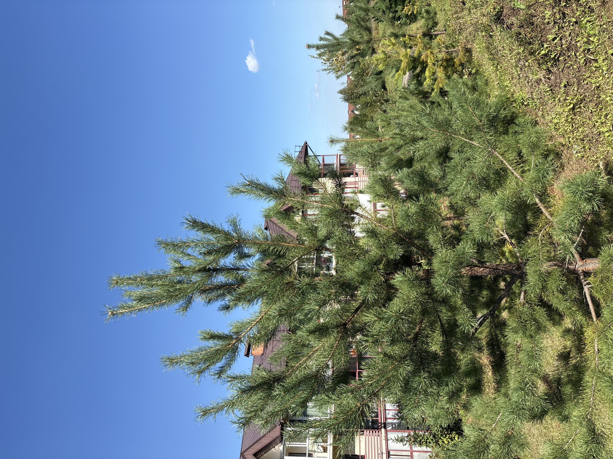 The image depicts a residential area in Zapadny, Russia, under a clear blue sky with a single small cloud. In the foreground, a large evergreen tree with dense green needles dominates the scene. Behind it, a multi-story building with a brown roof and balconies is partially visible. The building has light-colored walls with some reddish-brown accents. Several smaller evergreen trees are scattered throughout the midground and background, suggesting a landscaped or semi-natural environment. The ground is covered with green grass and some dry vegetation. The overall impression is of a suburban or rural setting with residential development integrated with nature. There are no people or animals visible in the image.