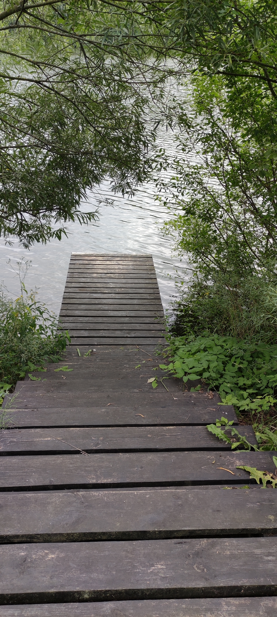 The image depicts a weathered wooden pier extending into a body of water. The pier is constructed from dark, horizontal planks. The water is calm with visible ripples, reflecting the surrounding greenery. Lush green foliage, including trees and undergrowth, frames the scene, with branches of a tree hanging over the water and pier from the left. The overall environment suggests a natural, possibly semi-wild, outdoor setting. The image does not contain any people or indicate a specific location within the city of Rosinka, Russia.