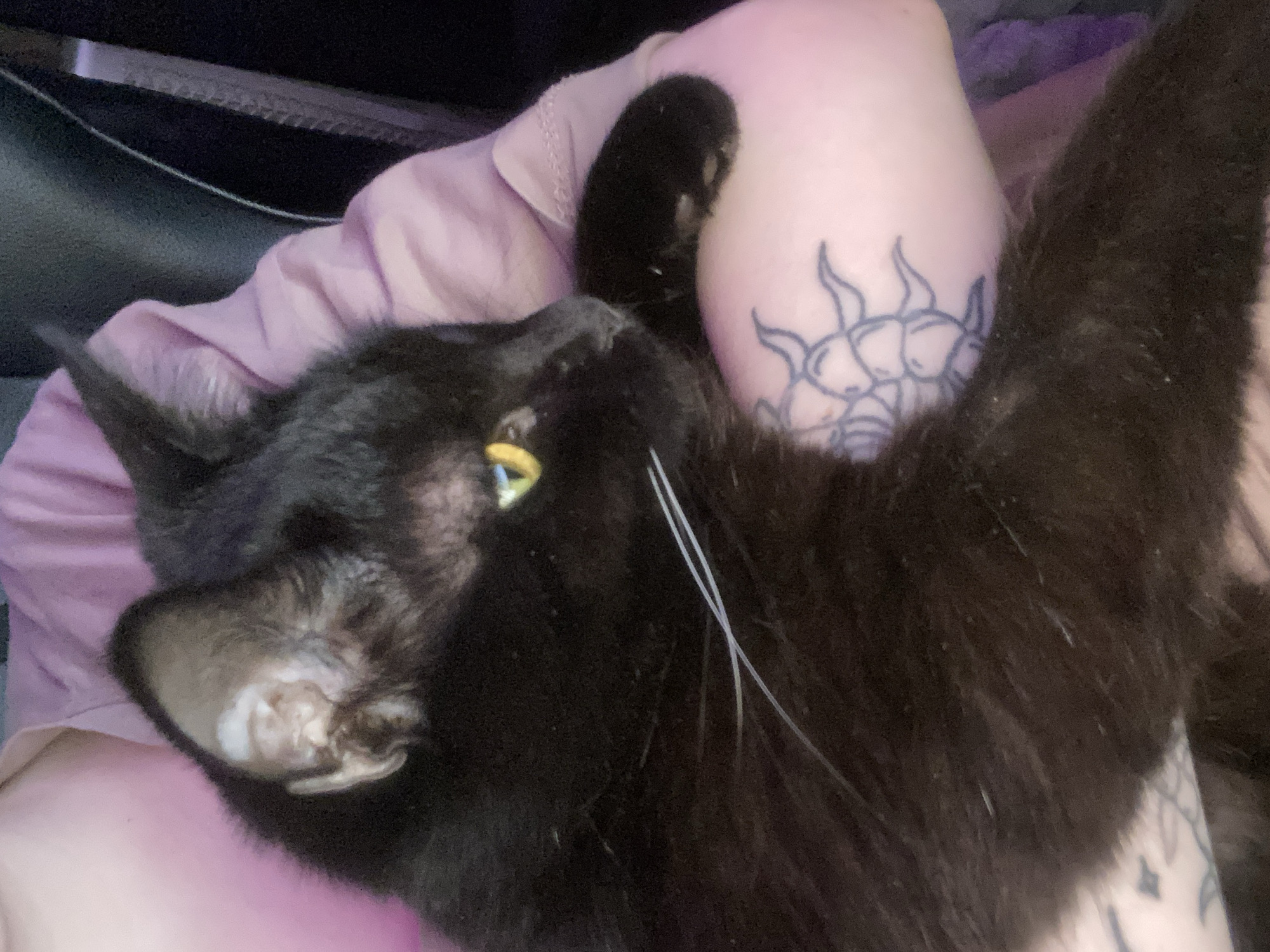A black cat with a yellow collar is being held in a person's lap. The person is wearing a pink shirt and has a tattoo of a sun on their arm. The background is dark and includes a black chair. There is no information to determine the location of the city of Izhevsk, Russia in the image.