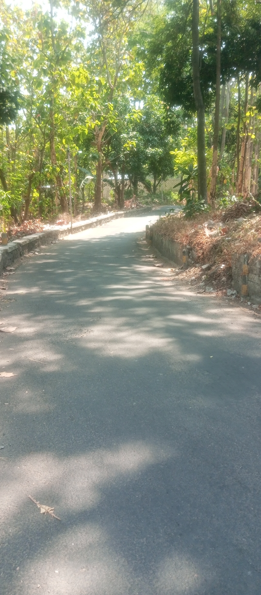 The image depicts a paved road curving through a densely wooded area. The road surface is asphalt, showing some signs of wear and tear with scattered debris and shadows cast by the foliage overhead. On either side of the road, there are low retaining walls constructed from stone and mortar, with dry vegetation and soil piled behind them. Tall trees with green leaves line the road, creating a canopy that filters the sunlight, resulting in dappled light and shadow patterns on the pavement. In the distance, the road continues to wind upwards into the greenery. The scene appears to be a natural or semi-natural environment, likely a park or a scenic route. The overall impression is one of a tranquil, sun-dappled pathway surrounded by lush vegetation.