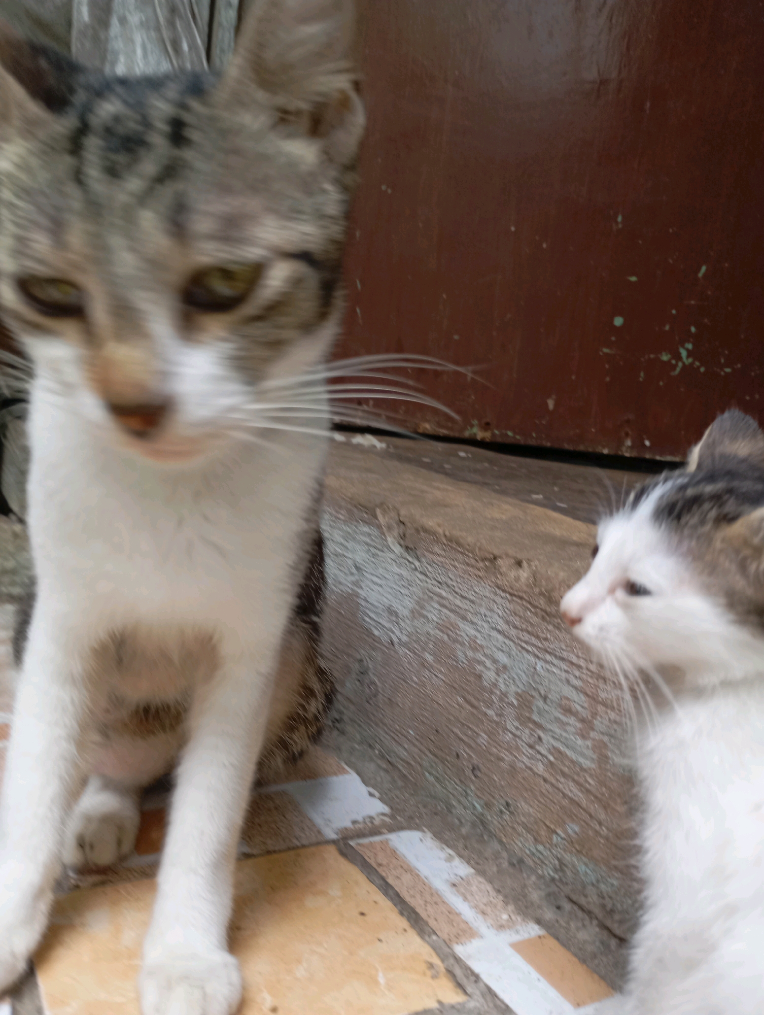 The image shows two cats, one in the foreground and another in the background, near a brown wooden door. The cat in the foreground is larger, with grey and white tabby markings. Its head is slightly tilted, and its eyes are open. The cat in the background is smaller, with white and brown markings, and is looking to the right. Both cats are on a tiled surface. The scene appears to be outdoors, possibly in a residential area of Balikpapan, Indonesia. There are no people or other objects visible in the image.