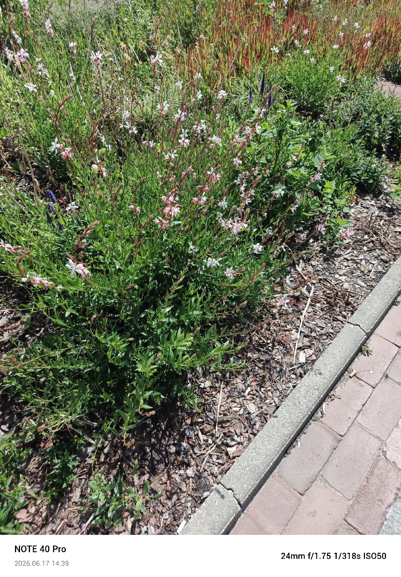 The media file displays a close-up, eye-level view of a garden bed in Warsaw, Poland. The primary subjects are a cluster of flowering plants with delicate white and pink petals, their stems tinged with red. These flowers are interspersed with lush green foliage. The garden bed is mulched with wood chips and bordered by a concrete curb, which in turn meets a brick-paved walkway. In the background, more vegetation is visible, including some tall, reddish-brown grasses. The lighting suggests it is daytime, likely sunny, casting shadows on the ground. There is no discernible activity or event taking place, suggesting a still-life capture of the garden. The scene evokes a sense of natural beauty and tranquility.
Visible text includes "NOTE 40 Pro" and "2026.06.17 14:39" which appear to be metadata from a device, likely indicating the model of a phone and the date and time the photo was taken. Additionally, "24mm f/1.75 1/318s ISO50" is visible, which represents camera settings.