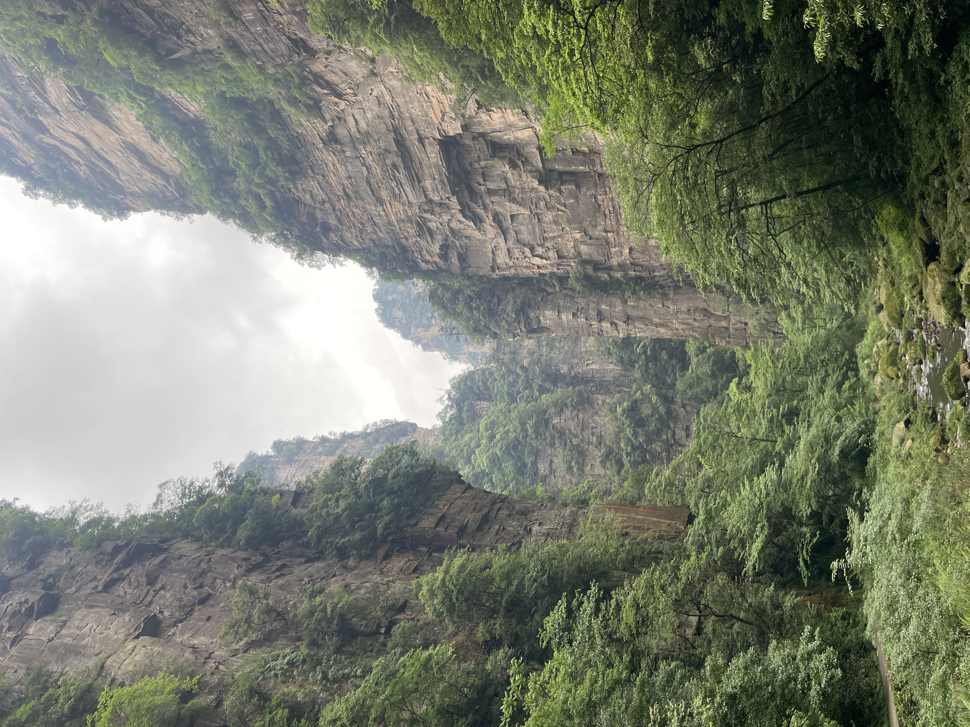 This is a low-angle shot of a narrow gorge or canyon, likely located in Luoguta, China. The walls of the gorge are primarily exposed rock faces with horizontal strata. Some areas are covered with dense green vegetation, including trees and other plant life. The sky above is overcast and obscured by mist or low-hanging clouds. The image appears to have been taken from the bottom of the gorge, looking upward. There are no visible people or animals. The primary elements are rock formations, vegetation, and the sky.