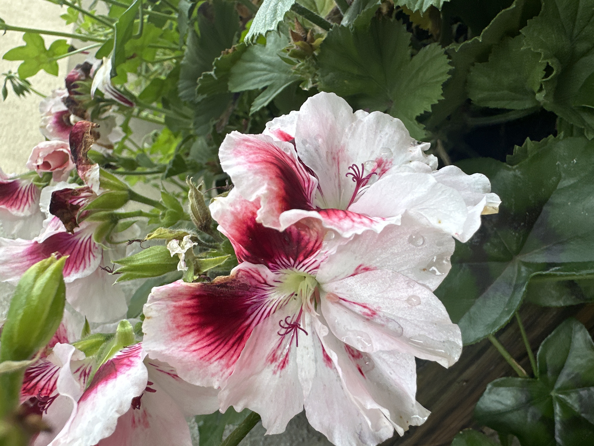 The image shows a close-up of several pink and white geranium flowers with dark red markings. The petals are delicate and appear slightly wet, with small water droplets visible on them. Some of the flowers show signs of wilting or drying. Green leaves and buds are visible in the background, along with a hint of a wooden surface in the lower left corner. The overall impression is of a natural, perhaps garden setting. The image does not provide any information to suggest it is located in the city of Łódź, Poland.