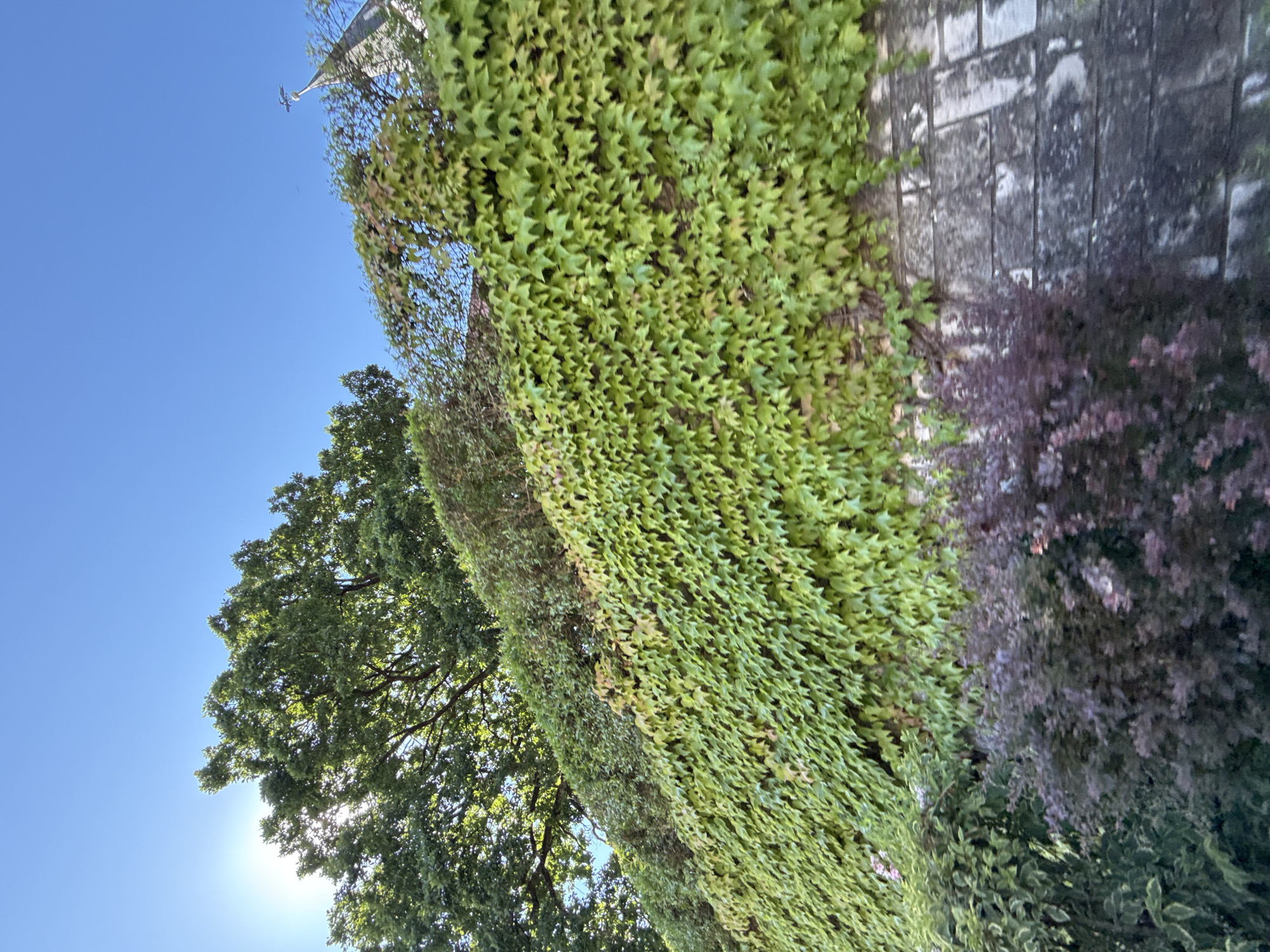 The image shows a steep embankment covered in lush green ivy, leading up to a dense canopy of trees. The sun is shining brightly, casting a warm glow and creating lens flare in the upper left corner. A stone wall with large, weathered blocks forms the base of the embankment. In the background, a church steeple with a cross is visible above the trees. At the foot of the embankment, there are various shrubs, some with dark purple foliage. The scene is outdoors, under a clear blue sky, suggesting a sunny day in a location like Bad Sachsa, Germany, given the architectural style of the steeple. There are no people or animals visible in the image.