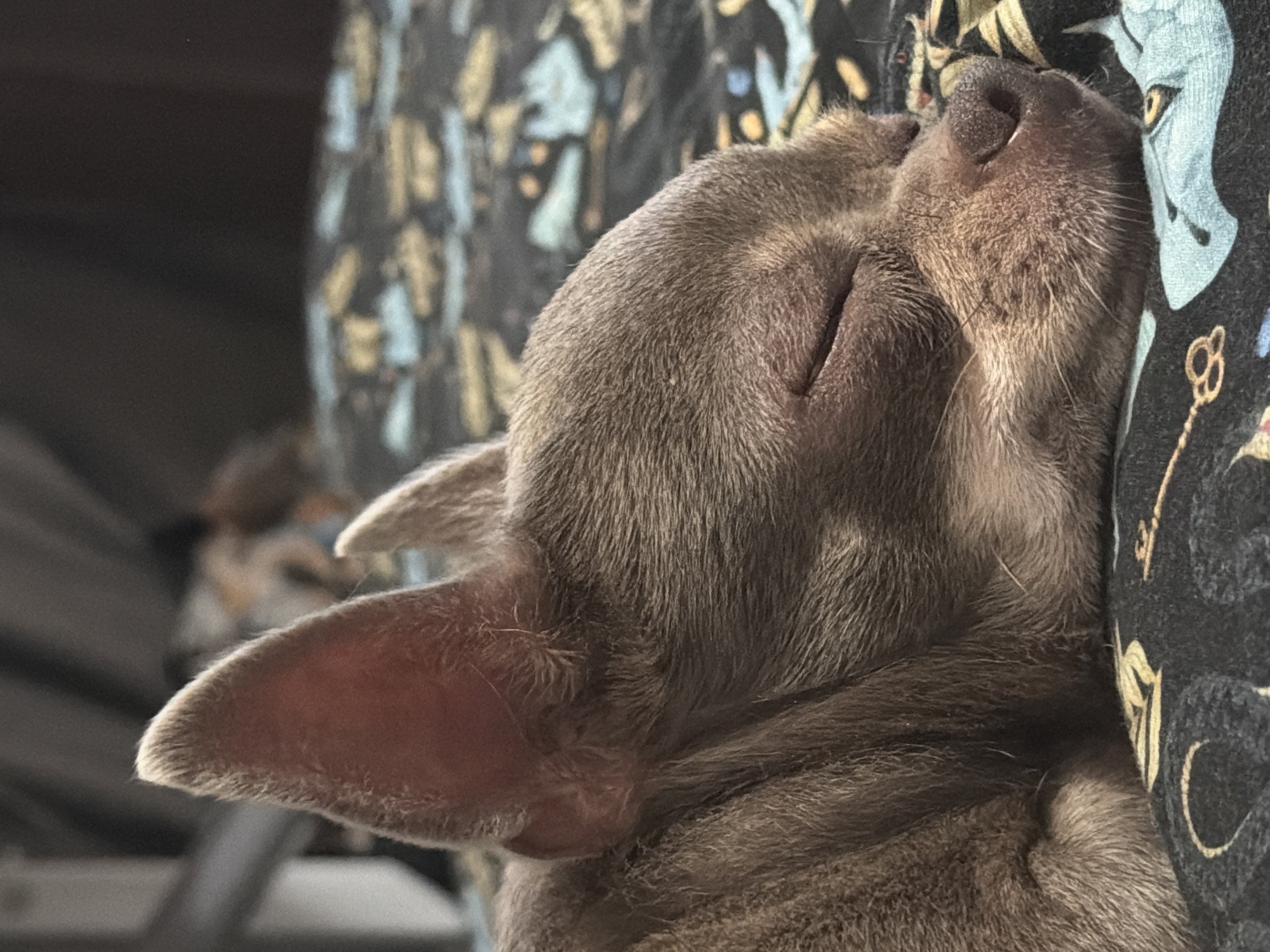 An extreme close-up, eye-level shot captures a domestic cat peacefully sleeping, its head nestled against a patterned dark fabric. The cat's fur is short and appears to be a muted gray or brownish-gray color. Its eyes are closed in a relaxed manner, and its pinkish-brown nose is visible at the top right of its head. One prominent ear is in the foreground on the left, showing fine, light-colored fur along its edges and a smooth inner surface.
The cat is snuggled against what appears to be a pillow or blanket, which features a dark background with intricate patterns in light blue, yellow, and gold. Among the discernible motifs are stylized keys and abstract shapes, possibly hinting at faces or figures, though details are slightly blurred in the background. The lighting is soft and even, suggesting an indoor setting without direct harsh light, contributing to the tranquil atmosphere. The cat's posture and closed eyes convey a sense of deep comfort and peaceful slumber. No specific time of day or weather conditions can be determined from the image. There is no visible text. The location context provided is Saint Petersburg, Russia.