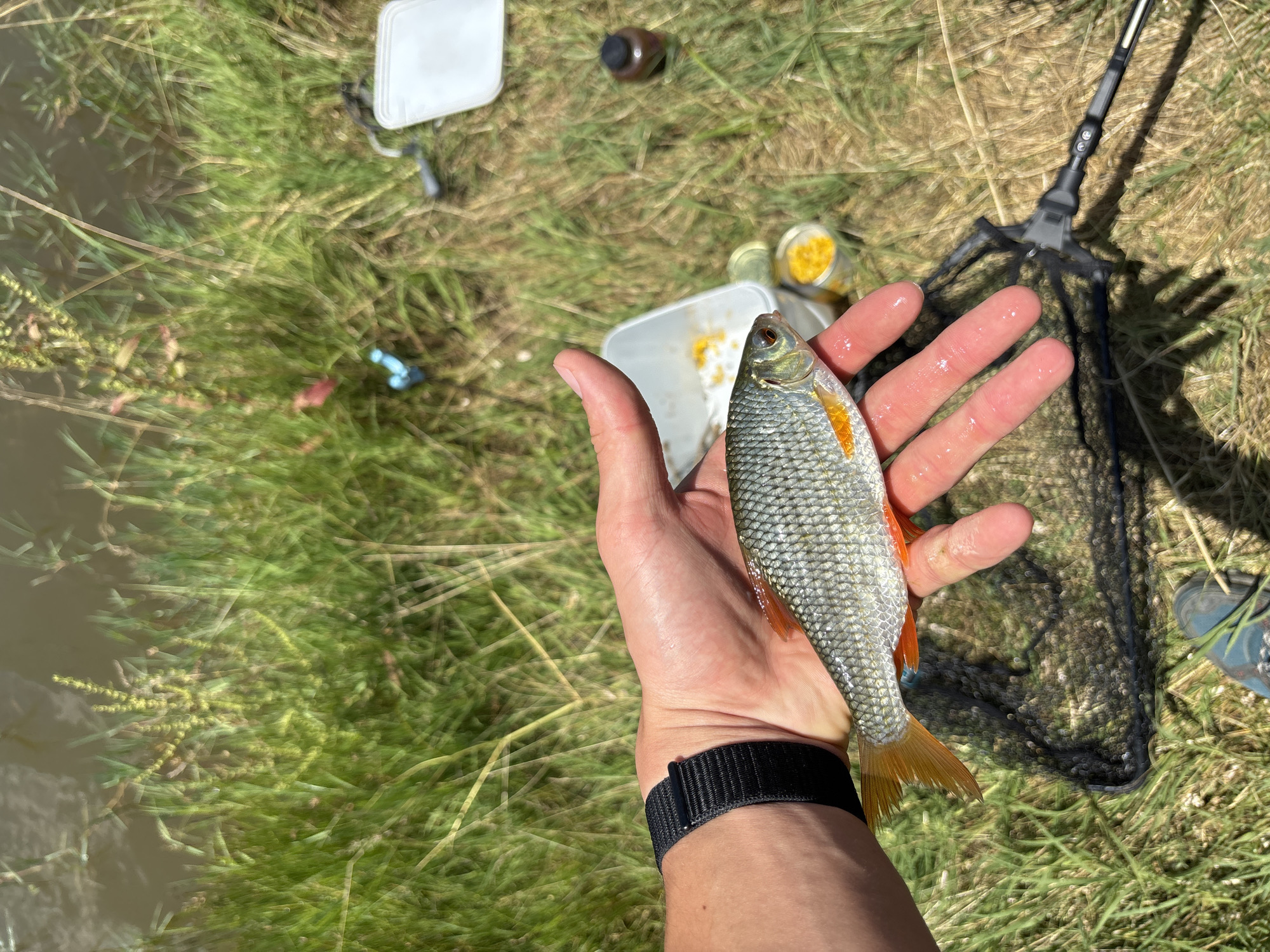 A hand holds a small fish with orange fins and grey scales, its body glistening with water droplets. The hand, adorned with a black wristband on the left arm, is positioned over a black fishing net. In the background, lush green grass grows along the muddy bank of a body of water. Scattered amidst the grass are various fishing-related items: a white plastic container, a small dark bottle, and another container filled with yellow bait. A fishing rod is partially visible on the right side of the frame. The scene appears to be set outdoors, likely near a river or lake in Velikdenche, Bulgaria, on a sunny day.