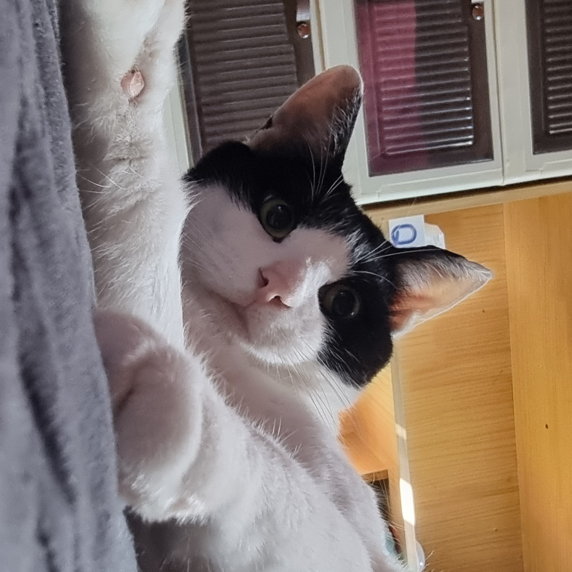 A black and white cat is lying on a gray surface. The cat is mostly white with black markings on its head and ears. Its eyes are open and looking at the camera. The background is out of focus and appears to be a room with wooden shelves and drawers. The image does not provide any information about the location in Dunnae-myeon, South Korea.