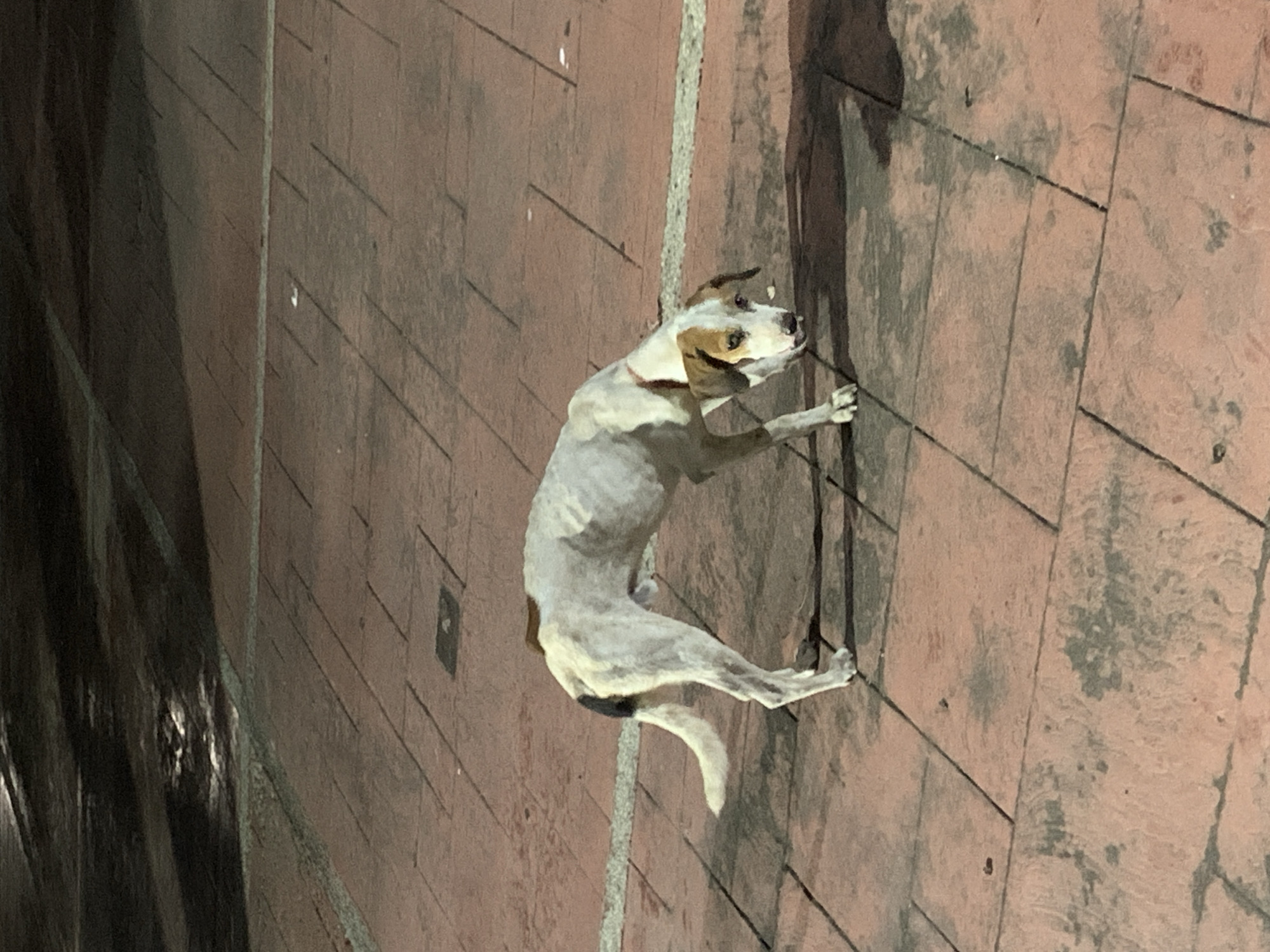 A slender, white and tan dog with a red collar stands on its hind legs, paws pressed against a rust-colored tiled wall. The dog appears to be reaching up the wall. The setting is an urban location with dark, shadowed structures visible on the left side of the image. The city Juan Griego, Venezuela, cannot be inferred from the information present in the image.