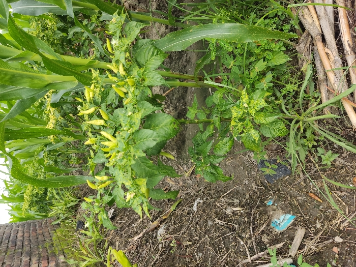 The image displays a close-up view of a small agricultural patch, likely a garden or backyard farm, in Badas, Indonesia. The central focus is a chilli plant laden with numerous small, light yellow-green chillies. Many of its leaves exhibit signs of stress or disease, characterized by yellow mottling, discoloration, and some curling. To the left, several robust corn plants with large, green leaves grow, partially obscuring the background. The area around the chilli plant also features various weeds and wild grasses, particularly on the right side of the frame where longer blades and other leafy growth are visible.

The ground is composed of dark, loose soil mixed with dry plant matter and debris. Notable debris includes several dried, light-colored plant stalks or pieces of wood on the far right, and small fragments of blue and black plastic packaging material scattered on the soil in the foreground. In the bottom left corner, a partial brick wall or structure is visible, suggesting proximity to a man-made construction.

The scene takes place during the daytime, under what appears to be soft or diffused lighting, as there are no harsh shadows. No human activity is depicted, but the mix of cultivated crops and weeds suggests a natural, possibly informal, farming environment. There is no visible text in the image.