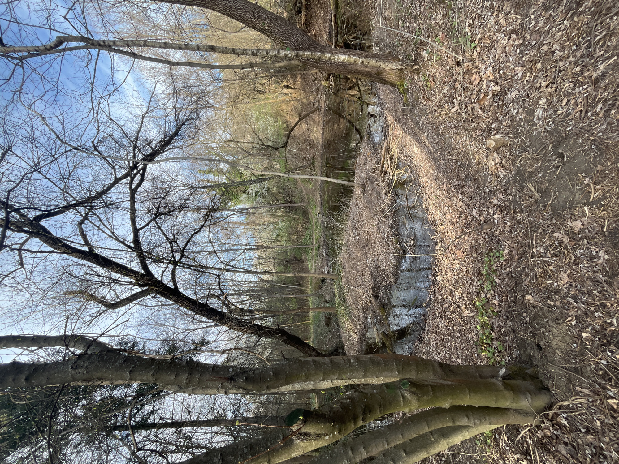 The image depicts a wooded area, possibly along a small stream or drainage ditch. The ground is covered in fallen leaves and bare trees suggest it is late fall or winter. The stream is narrow with dark, still water. The sky is visible through the bare branches, a mix of blue and light cloud cover. The image is a slightly skewed landscape orientation. The exact location cannot be determined from the visual data provided. However, based on the description of the city of Sofia, Bulgaria having many wooded areas, it is possible the image could be in a similar location. No people, animals, or structures are visible in the image. There is no forensic information to note other than the description of the natural scene. There is no interaction in the image. The environment appears natural and unaltered, save for the cut log on the ground.