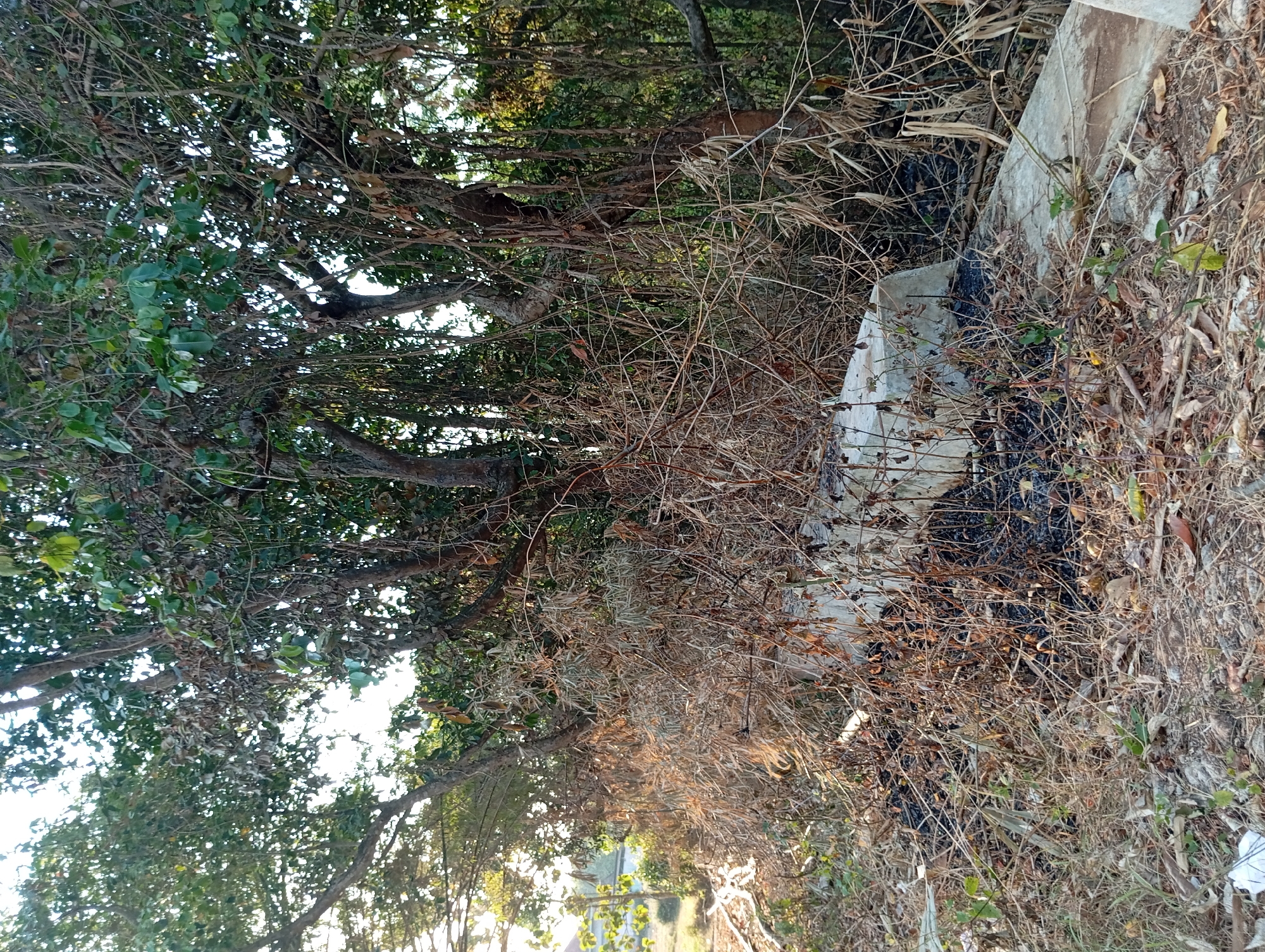 The image depicts an outdoor scene in Padurungan, Indonesia. In the foreground, a concrete structure, possibly a barrier or culvert, lies amidst dry vegetation, including grasses and twigs. Evidence of a fire is present, with blackened earth and charred debris scattered around the concrete and among the vegetation. Behind the concrete structure and vegetation, a dense cluster of trees dominates the midground and background. The trees have a mix of green leaves and dry, hanging branches. Sunlight filters through the foliage from the left, creating highlights and shadows. The overall environment appears somewhat neglected, with a mix of natural elements and signs of disturbance.