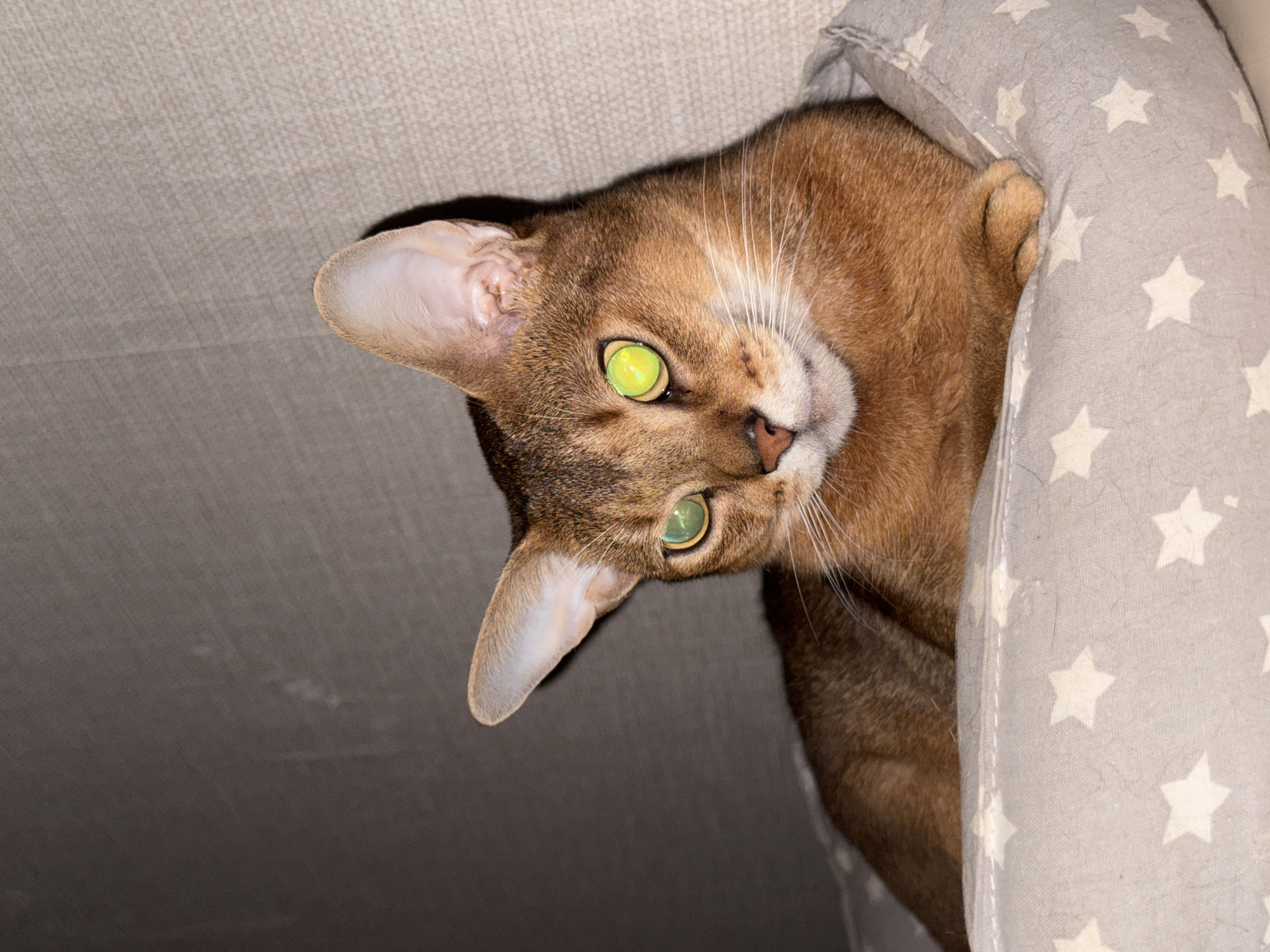 The image features an Abyssinian cat with a striking appearance, looking directly at the viewer. The cat has a short, reddish-brown coat, and its fur appears ticked with lighter bands, characteristic of the breed. Its large, almond-shaped eyes are a vivid, almost neon, green, which glow intensely, suggesting low light conditions or flash photography. White whiskers frame its muzzle, and its nose is a soft pinkish-brown. The cat's prominent, pointed ears are perked up, and the inside of the ears is a pale pink.
The cat is positioned with its head tilted to the left, peering out from a cozy, light-gray fabric pet bed or cushion. The bed is patterned with numerous white stars. A portion of the cat's body is nestled within the bed, with only its head and part of its shoulders visible. The background consists of a plain, light beige, textured surface, likely an indoor wall or furniture. The overall impression is one of curiosity and alertness from the cat's expression. The scene is set indoors. There is no visible text.