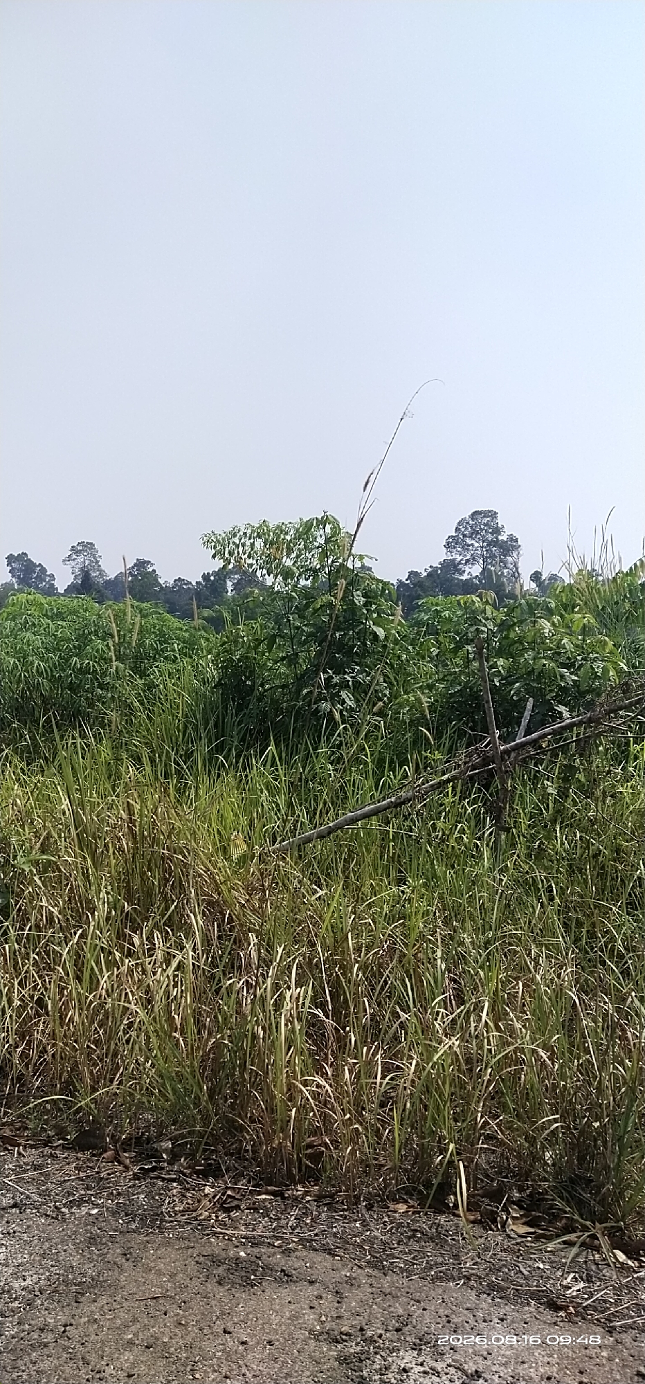 The image depicts a natural scene with a focus on vegetation under a clear sky. In the foreground, a dirt path or road is visible, covered with small stones and debris. Beyond this path, tall, dry grass dominates, with some green stalks interspersed. A fallen branch, or perhaps part of a makeshift fence, extends horizontally across the mid-ground, supported by some upright stalks of vegetation. Further back, a dense area of lush green foliage, possibly a plantation or wild growth, forms a thick layer. In the background, a line of trees forms a silhouette against the pale sky, indicating a forest or wooded area. The overall environment suggests a rural or undeveloped area. There are no people or identifiable structures in the image. The date stamp "2026.08.16 09:48" appears in the bottom right corner, indicating the time and date the photograph was taken.
