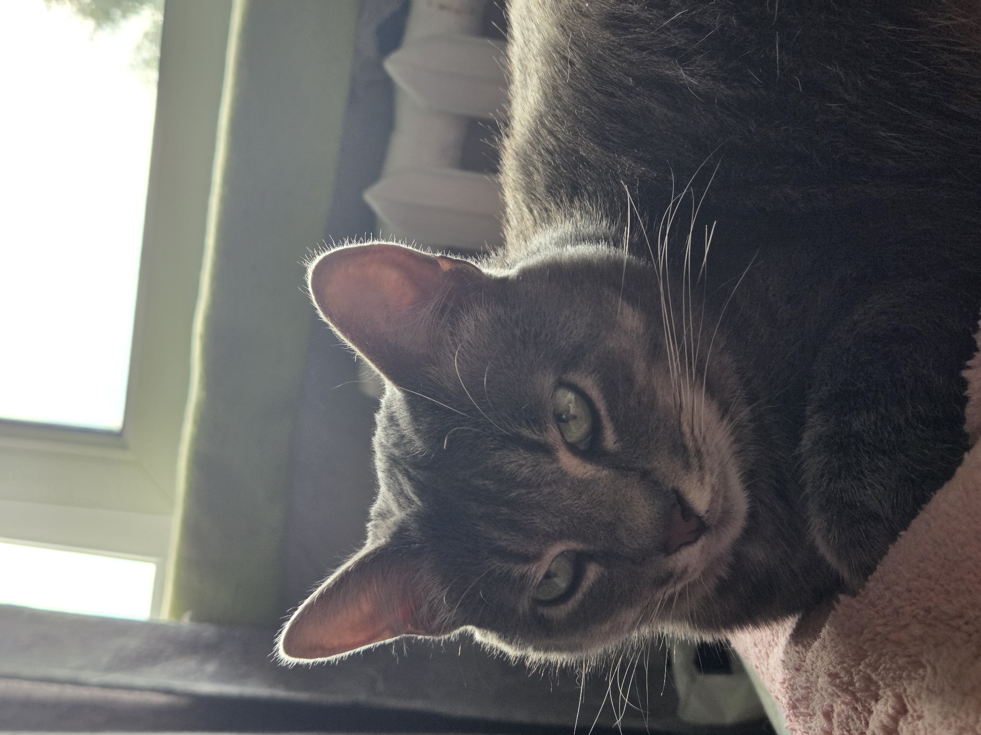 A gray cat with green eyes lies upside down, its head close to the camera. The cat's ears are illuminated by a light source, likely from a window behind it. The background features a green curtain and a white radiator. The cat rests on a soft, pink surface. The image is taken at an unusual angle.
