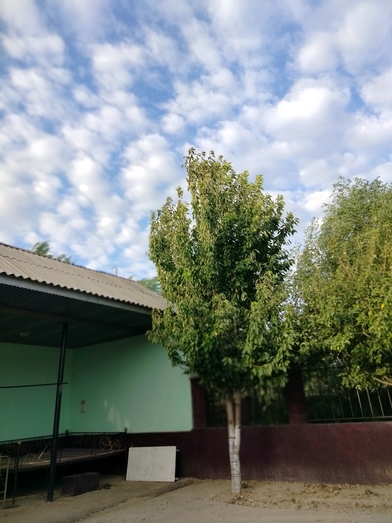 The image depicts an outdoor scene on a sunny day with a blue sky filled with white, puffy clouds. In the foreground, a slender tree with green foliage stands on sandy ground. To the left, a portion of a building with a corrugated metal roof is visible, painted in a light green hue. A dark metal railing with decorative swirls runs along the front of the building's covered area. A white rectangular board leans against the wall of the building. Behind the tree and building, a dark metal fence runs horizontally across the mid-ground, separating it from a maroon-colored wall. To the right of the central tree, another dense green tree is visible. The scene appears to be in a residential or semi-rural area, possibly in the city of Көлкент, Kazakhstan, based on the provided context. There are no people present in the image.