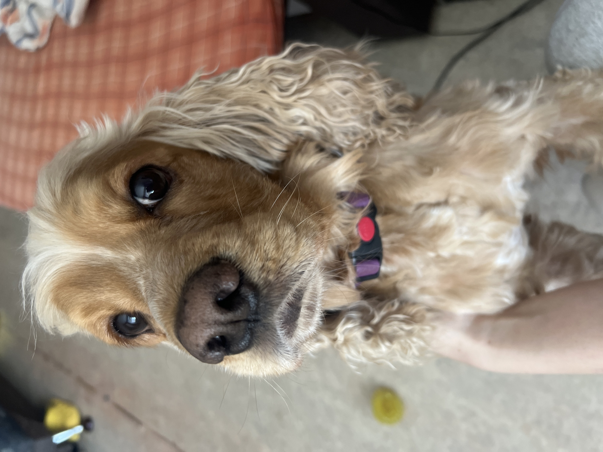 The scene is an indoor domestic environment. The primary subject is a tan-and-white Cocker Spaniel-type dog, positioned centrally and looking directly at the camera. The dog has dark, round eyes, a dark brown moist nose, and wavy fur. It wears a black collar featuring purple segments and a red circular embellishment. A light-skinned human hand supports the dog from the lower left. The background includes a light-toned, blurred floor surface on the left, with a defocussed yellow spherical object present. To the right and rear, an out-of-focus orange-brown textured surface, potentially fabric or furniture, is visible, along with a fragment of white and blue patterned material. No specific identifying markers are present to determine the precise location within the city of Chaikovsky, Russia.
