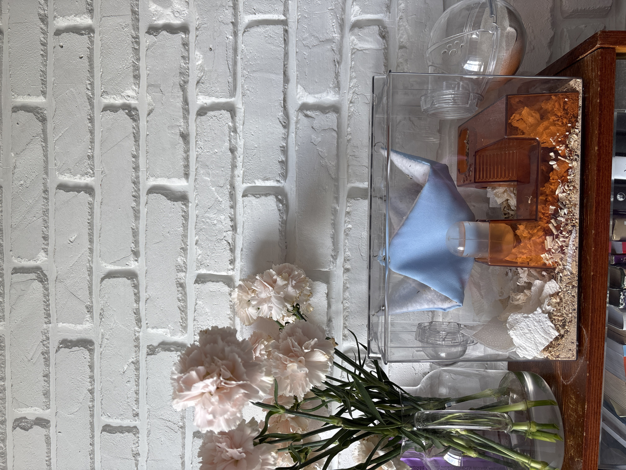 The scene is located in the city of Nizhny Novgorod, Russia, and depicts an indoor arrangement featuring a floral display and a small animal enclosure.
In the foreground, a polished wooden surface, likely a shelf or tabletop, supports the primary subjects. Below this surface, the tops of what appear to be books or other items are faintly visible.
To the left, a clear glass vase holds a bouquet of light pink carnations with prominent green stems and leaves, partially submerged in water. Another clear glass bottle or vase is partially visible behind the main vase.
To the right, a rectangular transparent acrylic or plastic enclosure, consistent with a hamster cage, rests on the wooden surface. The cage contains a bedding mixture composed of light wood shavings, shredded white paper, and scattered granular food particles. Inside, an orange-tinted plastic structure with integrated ramps is visible, along with a small, clear water bottle containing an orange liquid, mounted near the top. A light blue fabric hammock hangs from the top interior of the cage. A clear plastic hamster wheel is attached to the left interior wall. On the right exterior side, a clear spherical attachment, possibly a sand bath or additional chamber, contains a quantity of light-colored sand. No animals are present within the enclosure.
The background consists of a white-painted brick wall, characterized by distinct mortar lines and textured brick surfaces. The lighting suggests an ambient source from the left, casting subtle shadows on the wall and objects. No individuals are present in the image.