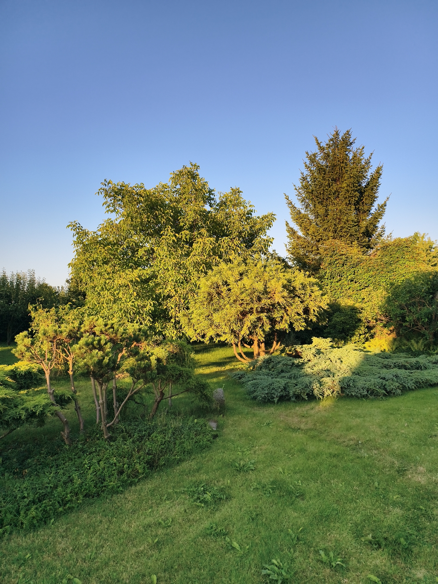 A sunlit garden landscape under a clear blue sky in Tczew, Poland. The scene features a variety of trees and shrubs, including a large deciduous tree with vibrant green leaves, a tall evergreen conifer, and several smaller, manicured bushes. The ground is covered with lush green grass, some of which is shaded, creating a play of light and shadow. The overall impression is one of a well-maintained garden bathed in the warm light of either early morning or late afternoon. There are no people or animals visible in the image.
