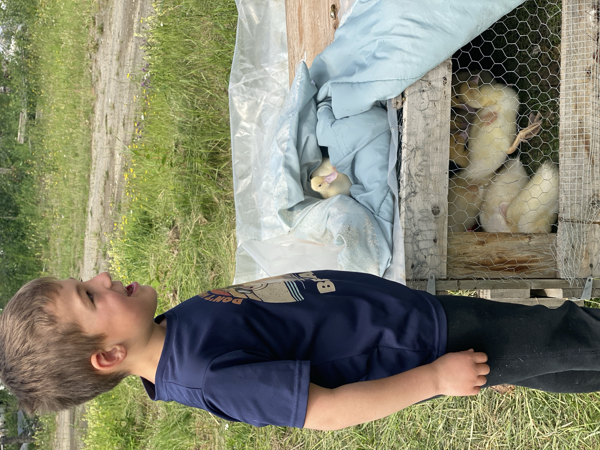 A young boy in a navy blue t-shirt and black pants stands in an outdoor grassy area, looking to his right with his mouth open. He is positioned to the left of a rustic wooden enclosure covered with a light blue blanket and clear plastic sheeting. Inside the enclosure, several yellow ducklings are visible, some nestled under the blanket and others peering through a wire mesh. The background consists of a dirt path and more green grass with scattered yellow and purple wildflowers, suggesting a rural or semi-rural setting. The overall scene appears to be in Haines Junction, Canada, likely a backyard or farm area.