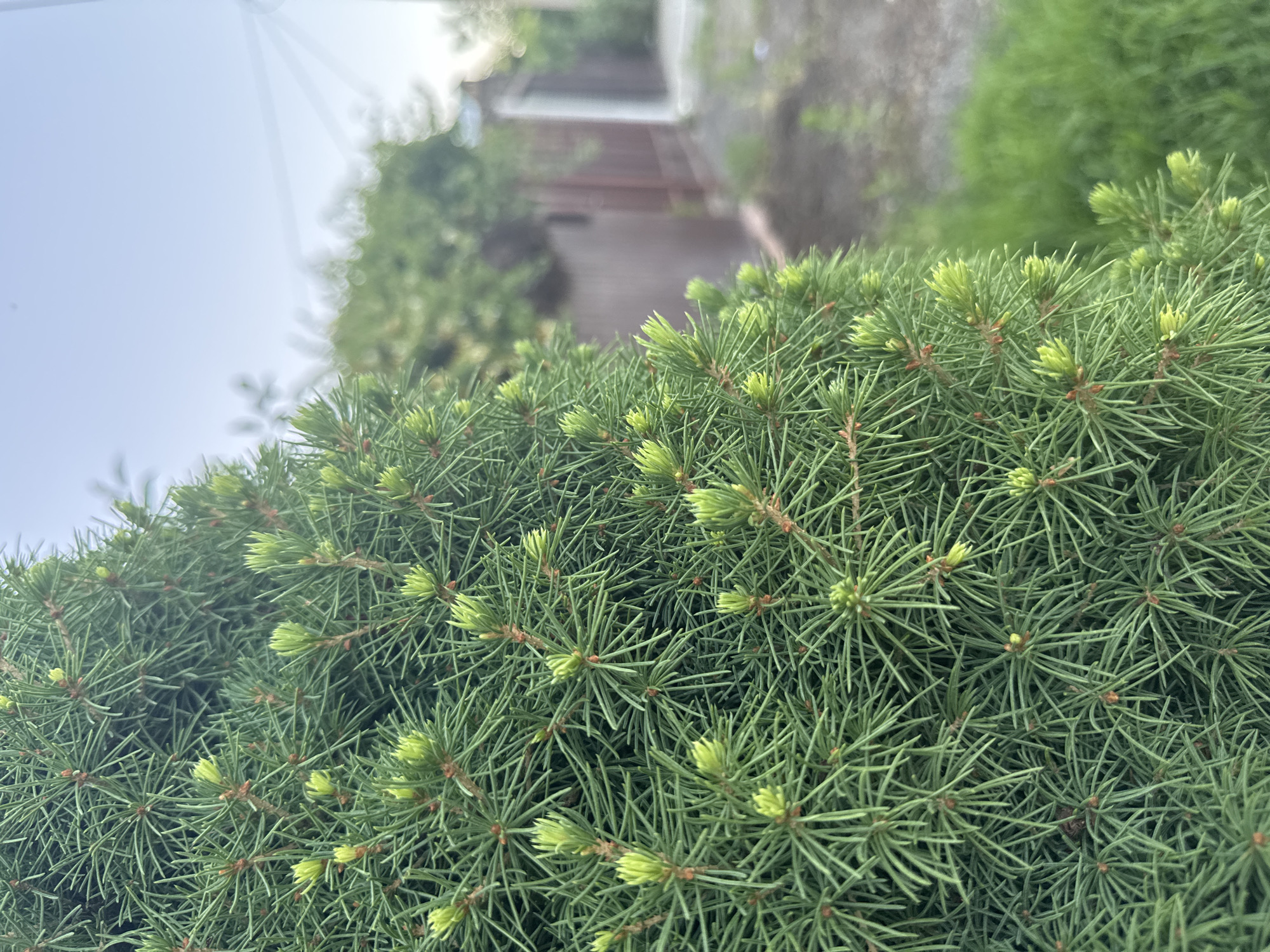 The image shows a close-up view of a dense evergreen bush, likely a spruce or fir tree, with many young, bright green buds and needles. The foliage fills the foreground, obscuring much of the background. The bush is positioned outdoors, as indicated by the natural light and the presence of grass and what appears to be a wooden fence and pathway in the blurred background. The sky is visible in the upper left corner, appearing overcast or hazy, suggesting a cloudy day or early morning/late evening. The overall impression is of a natural, outdoor setting, possibly a garden or park in Mikhaylovsk, Russia. There are no people or explicit objects visible, and no text is present in the image. The focus is entirely on the texture and color of the evergreen foliage.
