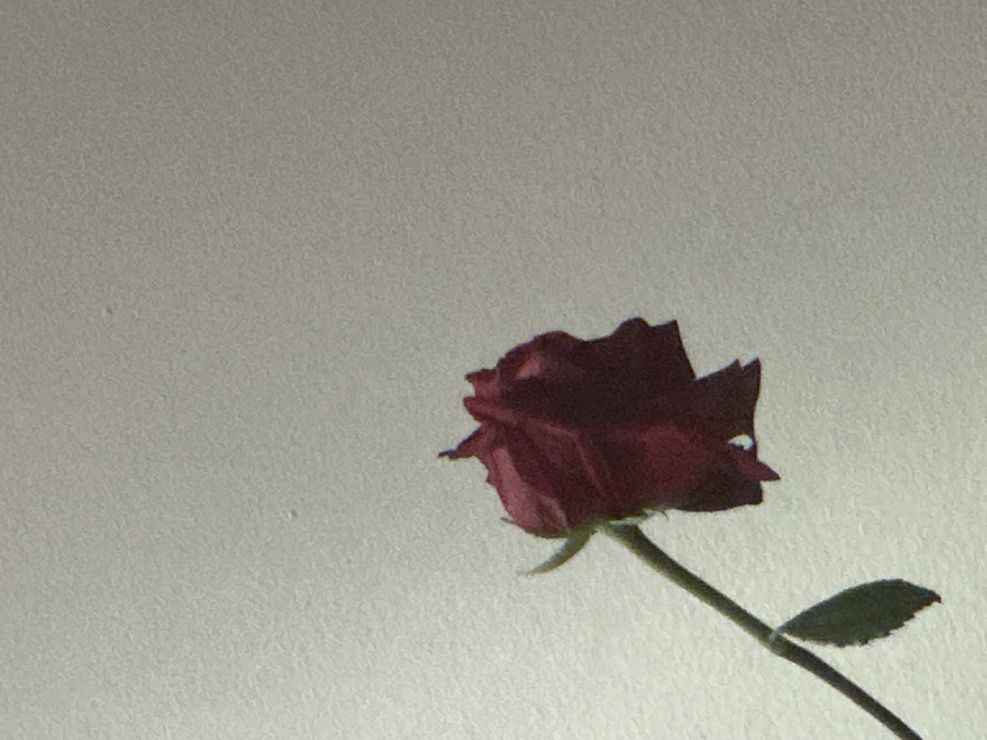 A single dark red rose is positioned in the lower right quadrant of the image. The rose has a green stem and a single green leaf attached. The background is a uniform, light gray. The image appears to be taken indoors, likely in Sofia, Bulgaria. The precise location in Sofia is indeterminate. There are no people visible in the image. The image focuses solely on the rose.