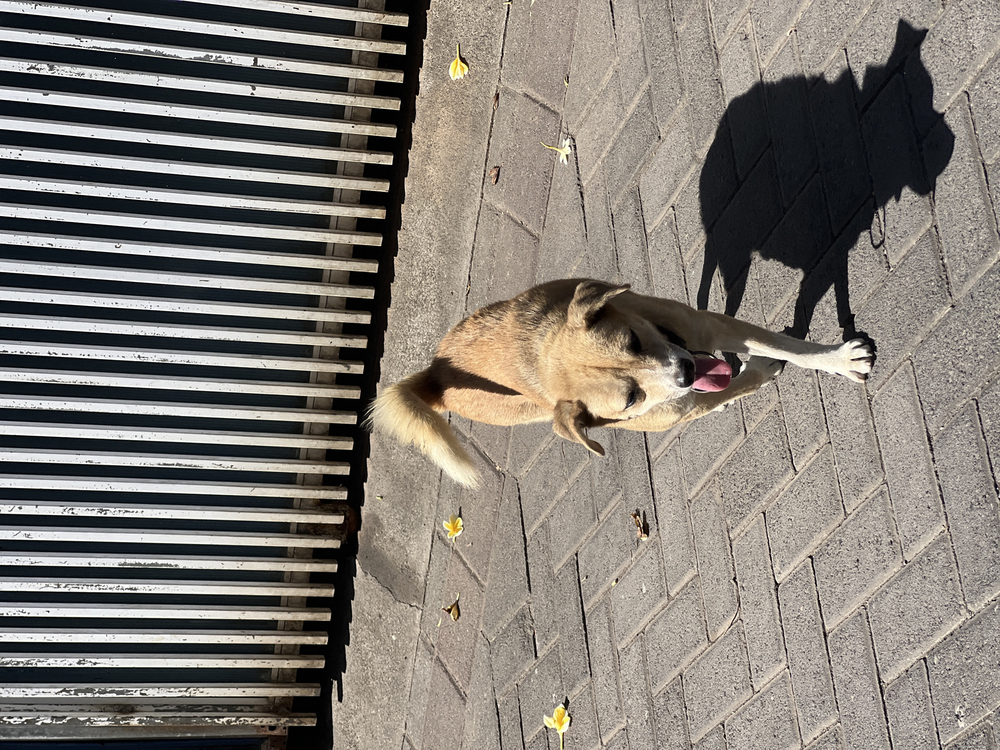 A tan-colored dog with a dark muzzle and floppy ears walks on a herringbone-patterned brick sidewalk in front of a light-colored metal slatted fence. The dog is facing the camera and has its tongue out. Its tail is held high and curved. Several yellow flowers and dried leaves are scattered on the sidewalk. The sun casts a shadow of the dog on the ground. The scene appears to be outdoors, possibly in a residential area of Sukawati, Indonesia, given the architectural style of the fence and the brickwork.